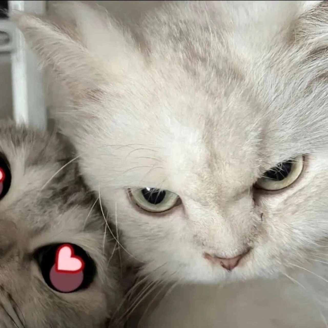 情侣头像|敲可爱的猫咪情头