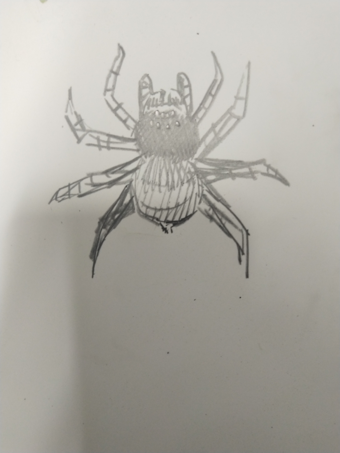 狼蛛