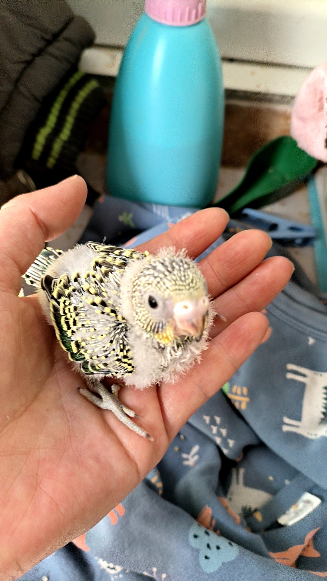 鹦鹉宝宝降临! 温柔触摸,心都要化了!