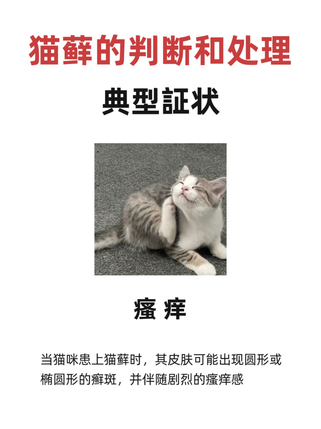 被猫传染了猫癣怎么办图片