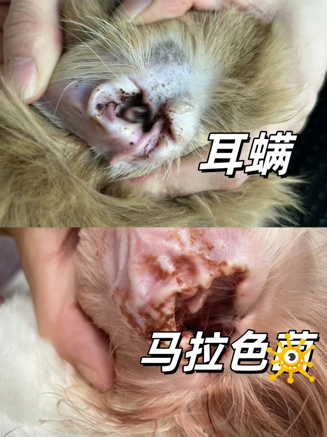 猫咪耳螨和马拉色菌(附方法) #耳螨#猫咪耳螨#新手养猫#养宠经验分享