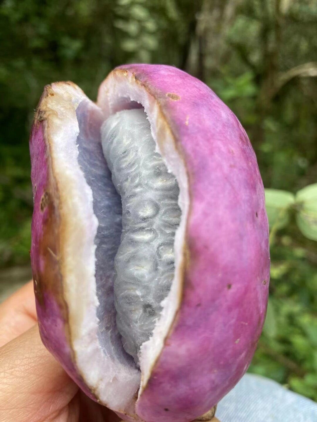 我们这个地方叫八月瓜.你们那边叫啥呢?