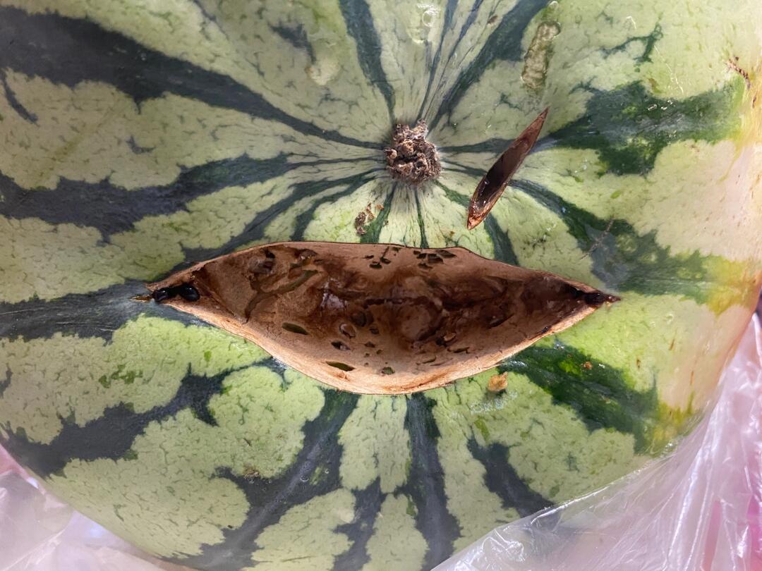 挑瓜的时候专门把坏的放在下面,让你看不见.这还能不能诚信做生意?