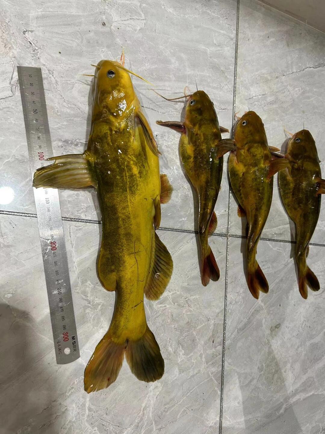 非要给我家送一点,这个黄辣丁怎么样做才能好吃?