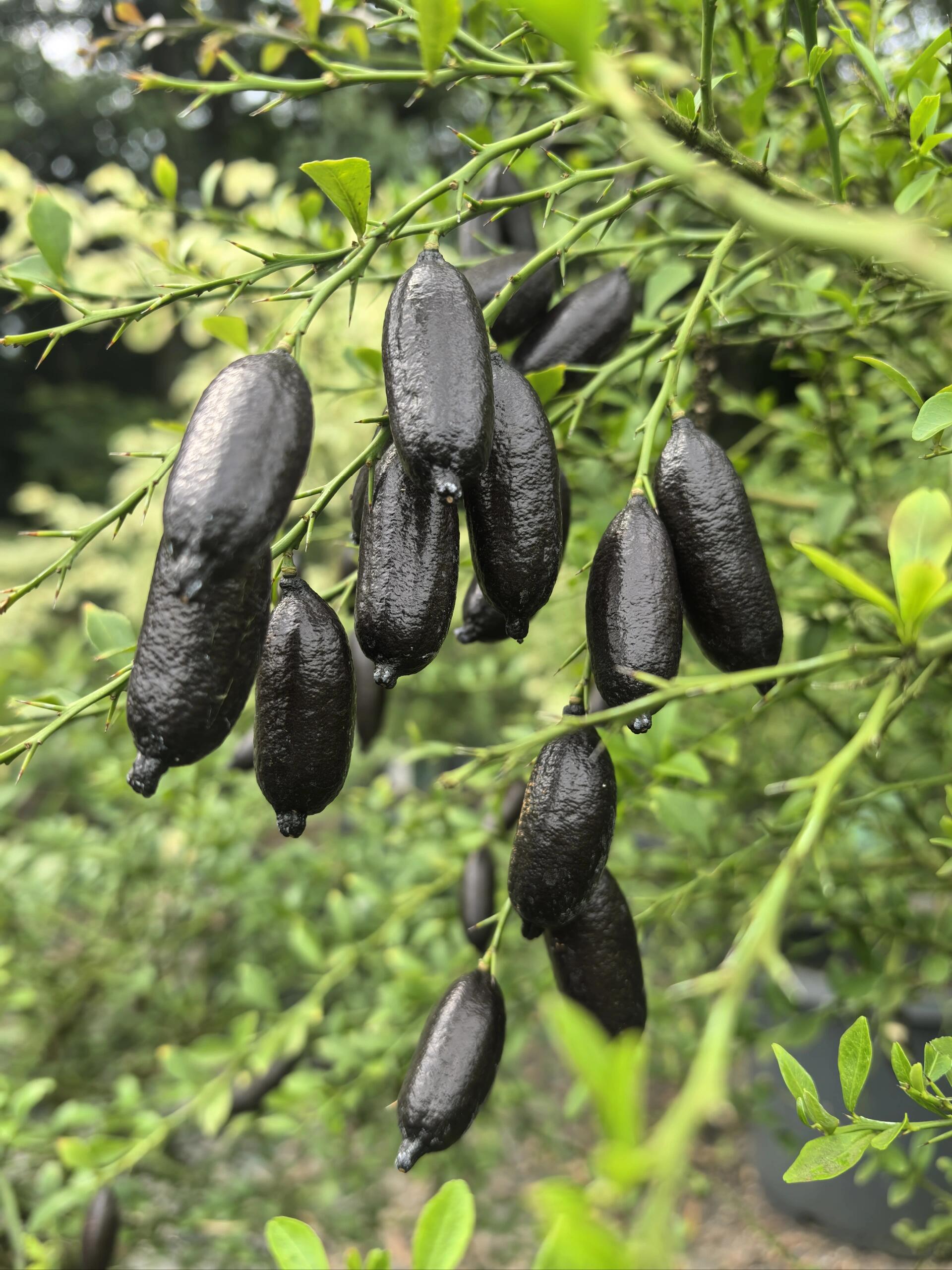 看见这个不知名的果子,关键是这个果子怎么黑的像香肠一样