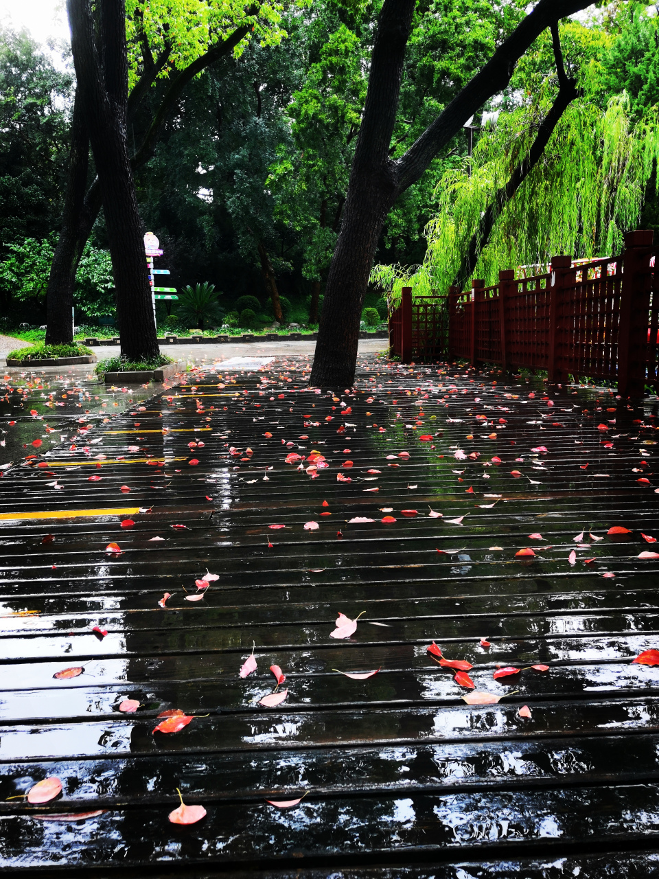 雨中落叶图片