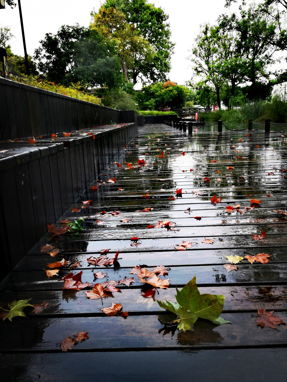 雨中落叶图片