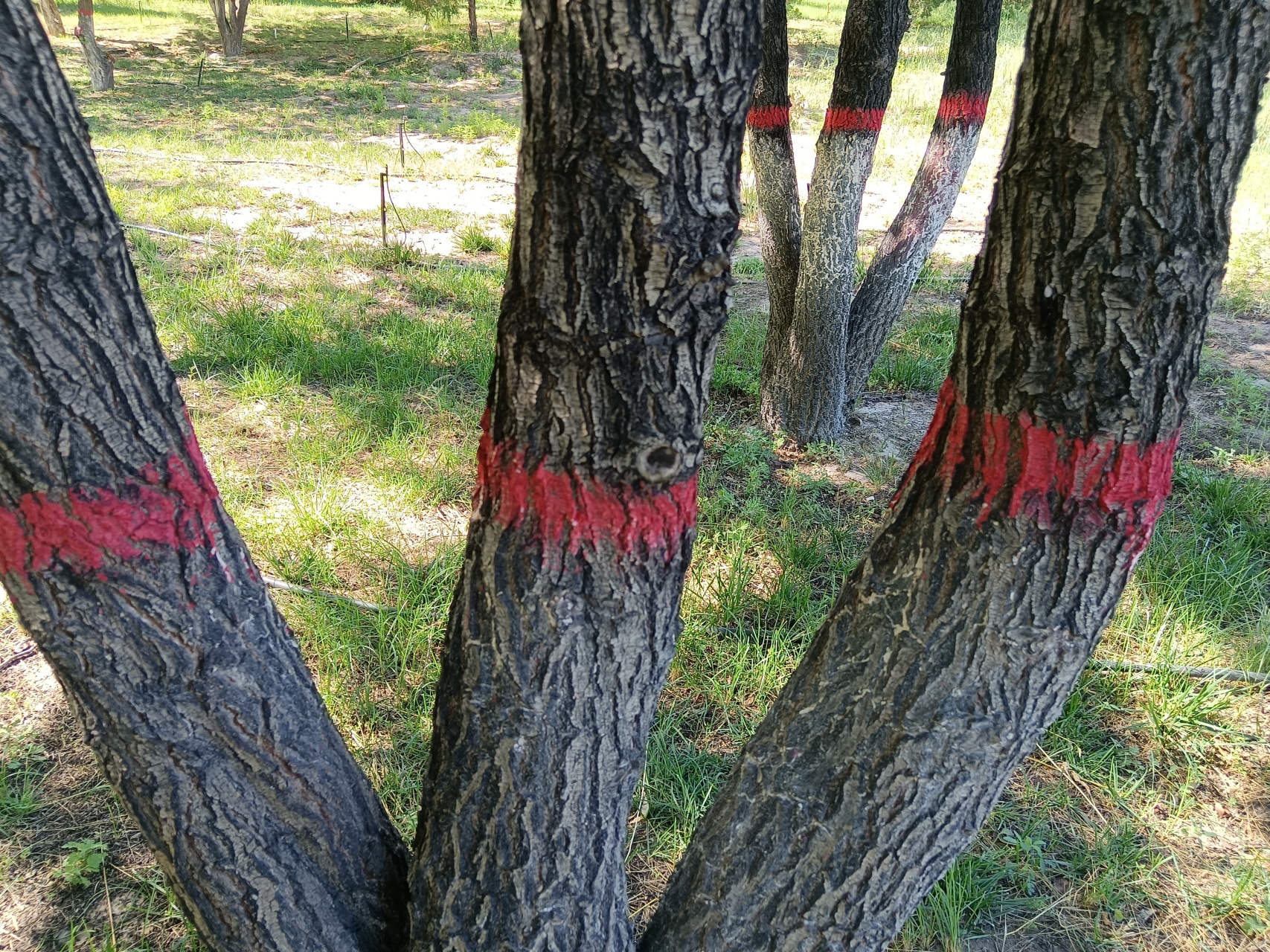 没想到,树林里也有三道杠,这三道杠确实与众不同.