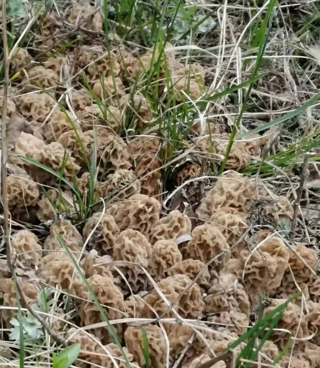 蜂窝状的蘑菇图片