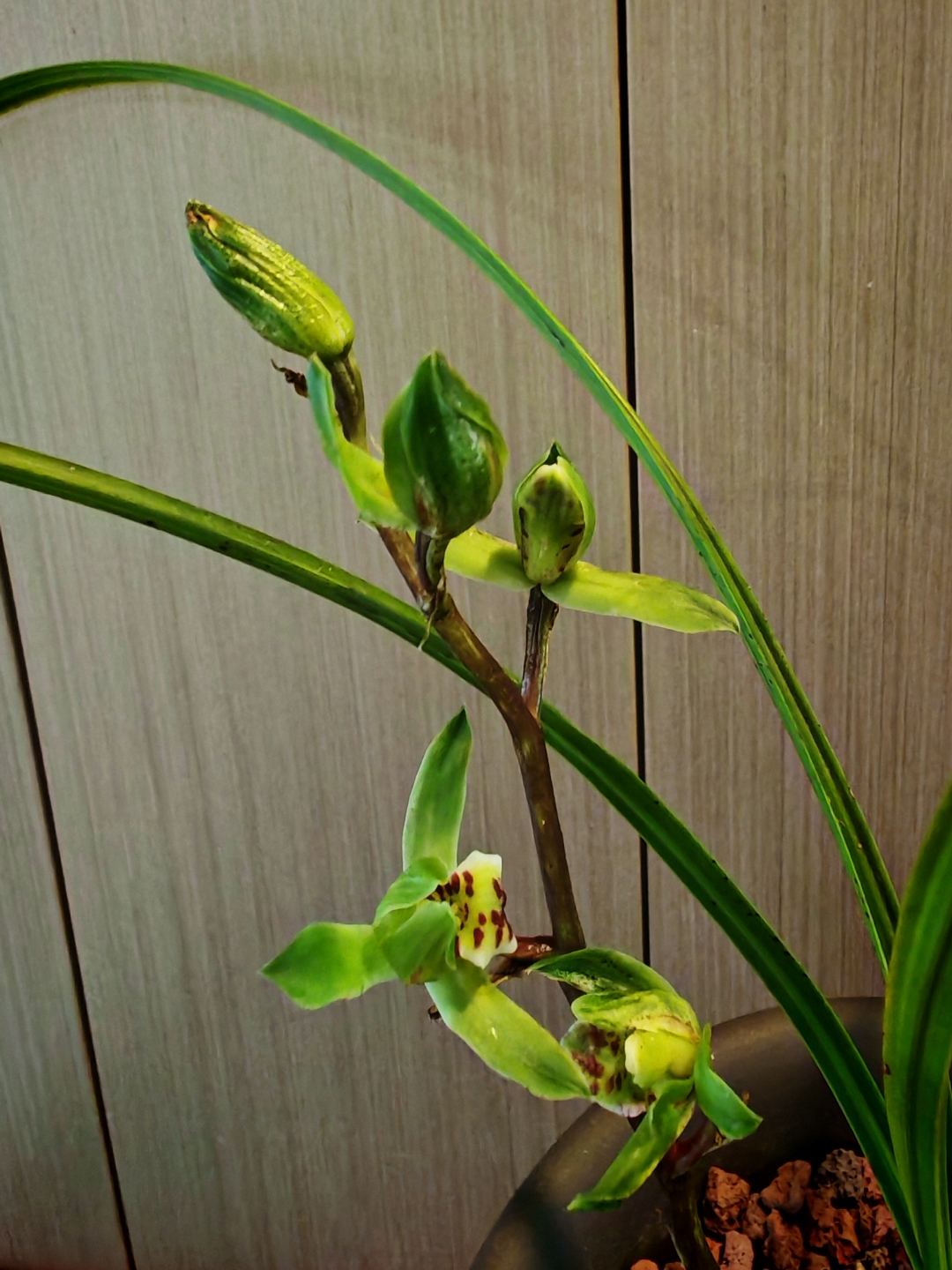 绿兰开花,淡雅清香!