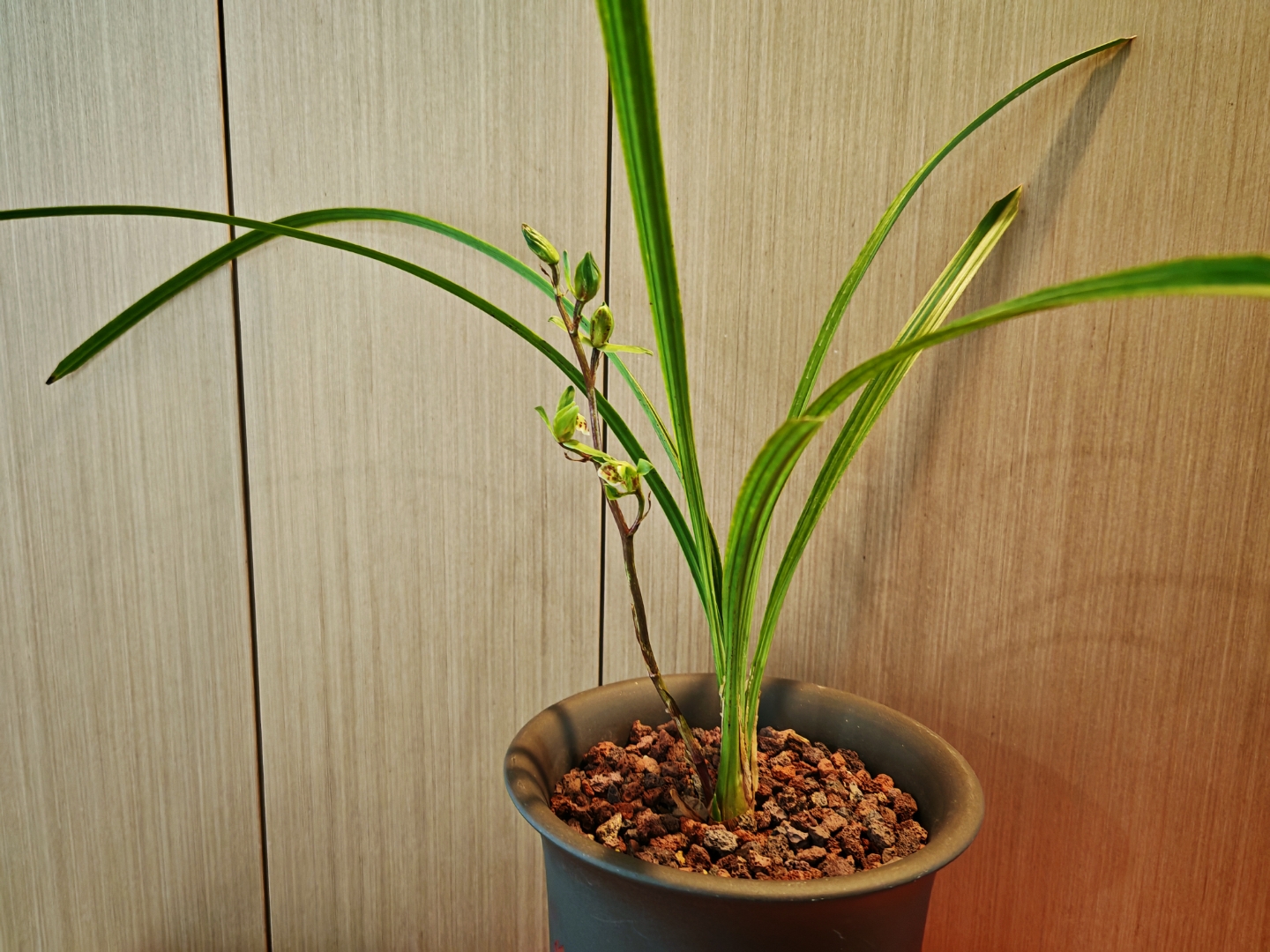 绿兰开花,淡雅清香!