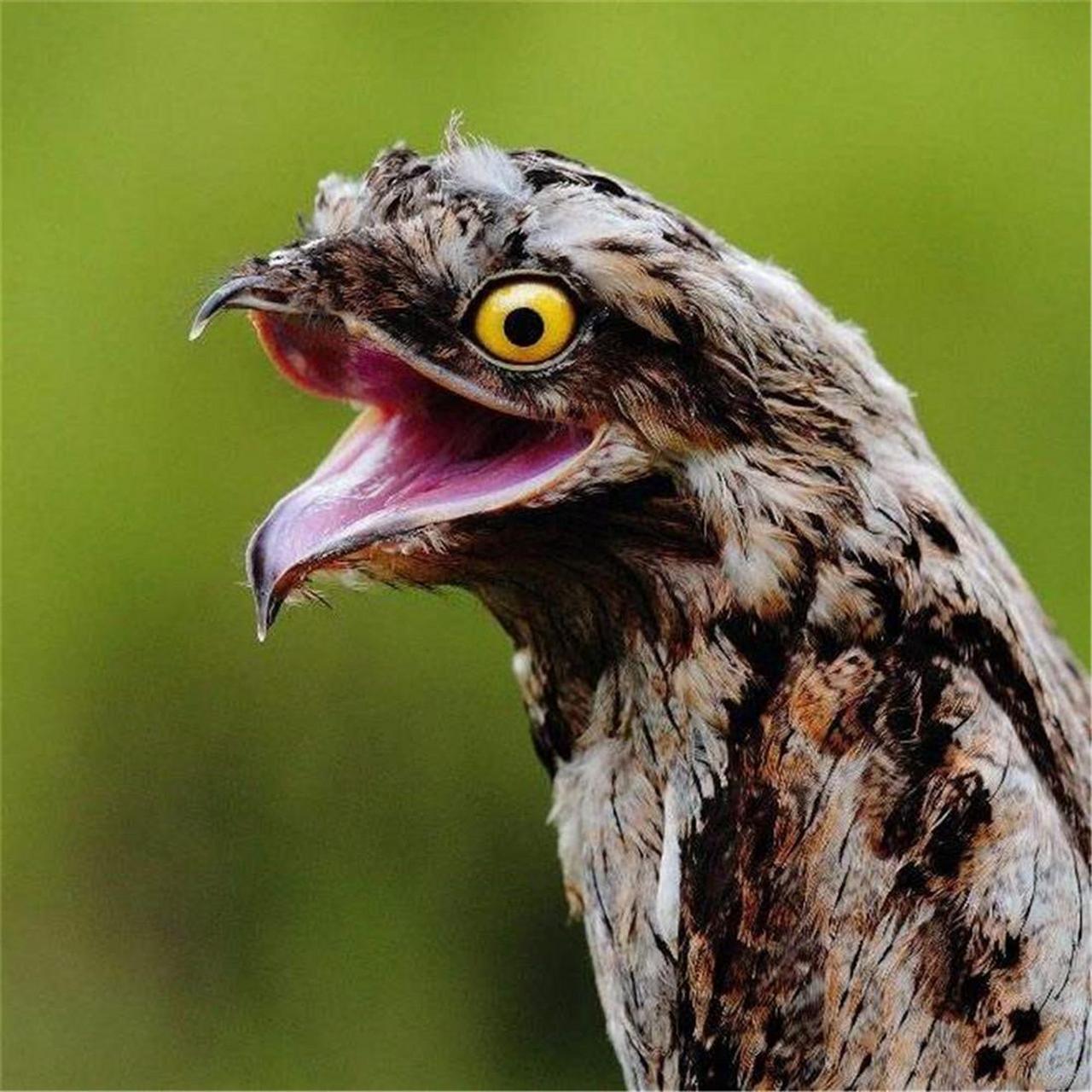 林鸱(potoo)属林鸱科(nyctibiidae)林鸱属(nyctibius), 南美洲的夜出