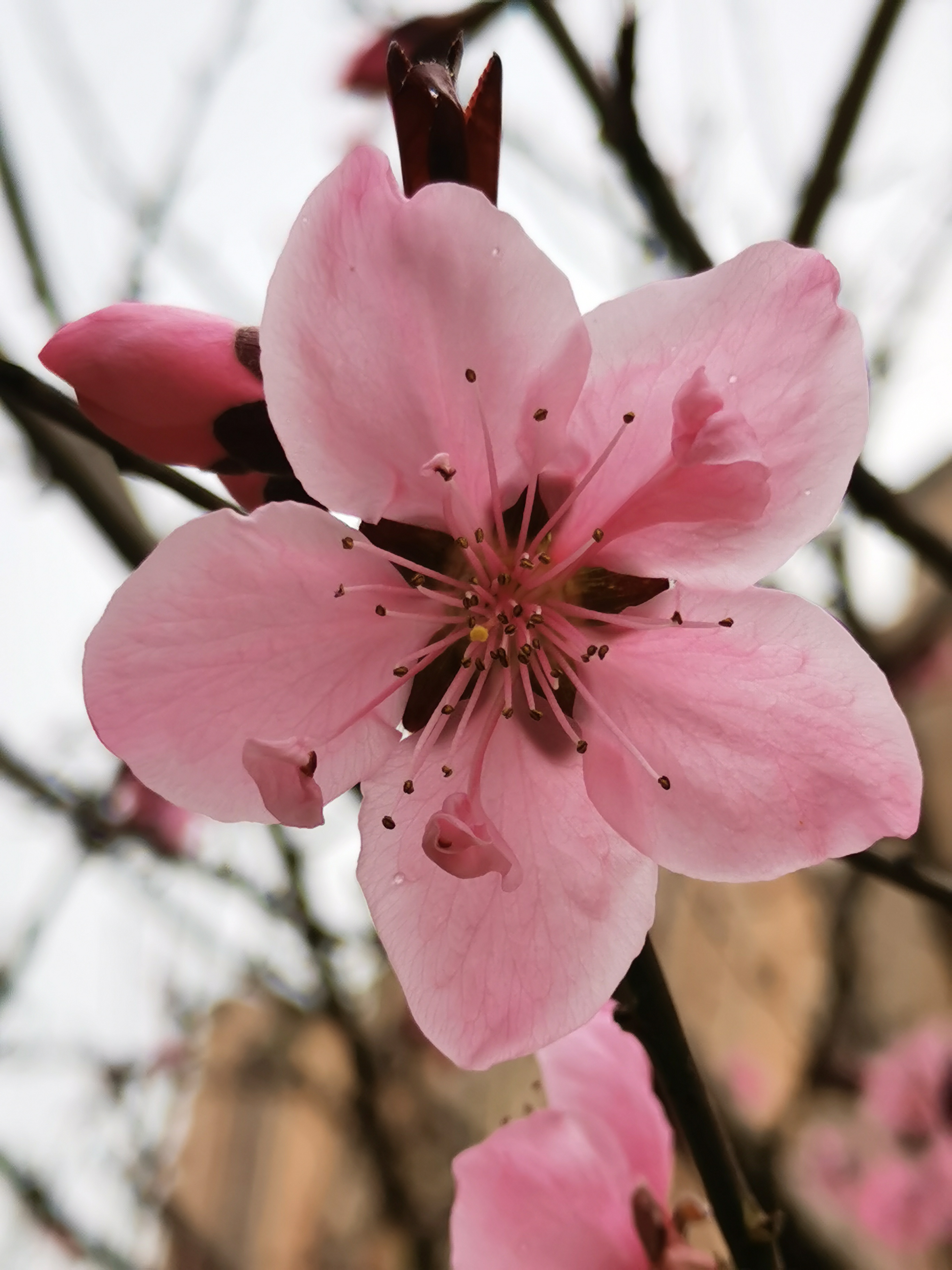 桃花花蕊的样子图片