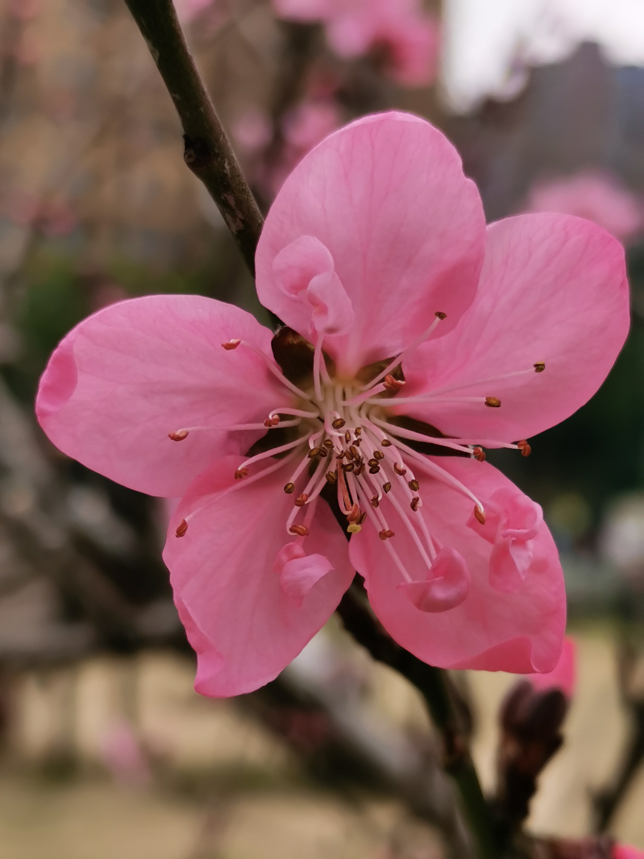 桃花花蕊的样子图片