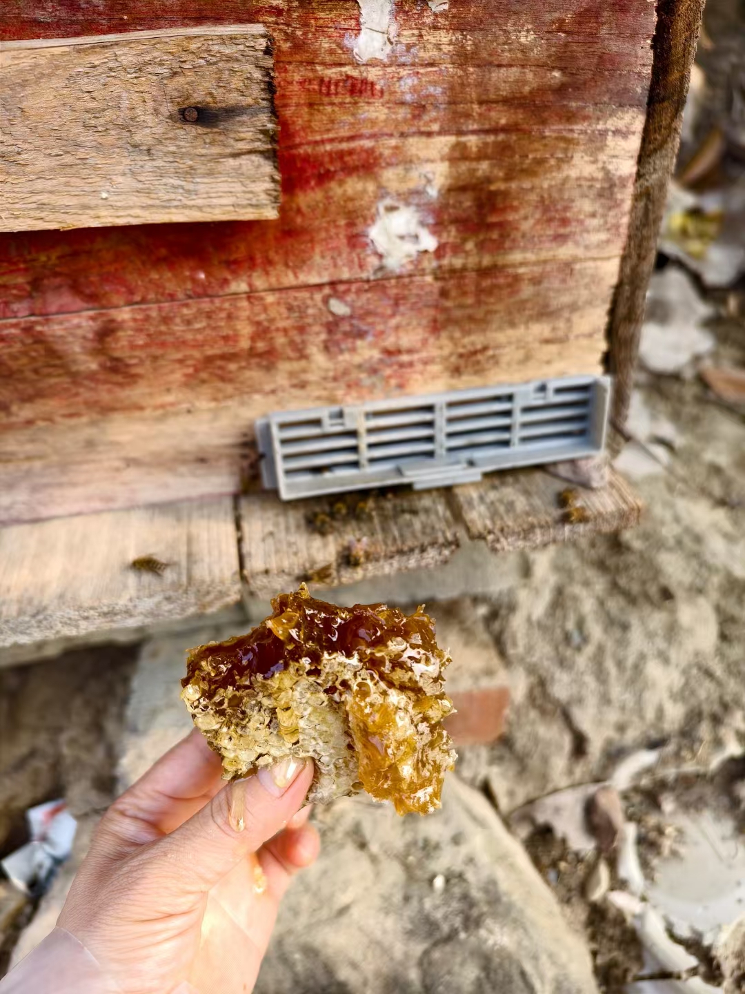 土蜂蜜结块还能喝吗(土蜂蜜结晶是怎么回事) 土蜂蜜结块还能喝吗(土蜂蜜结晶是怎么回事)