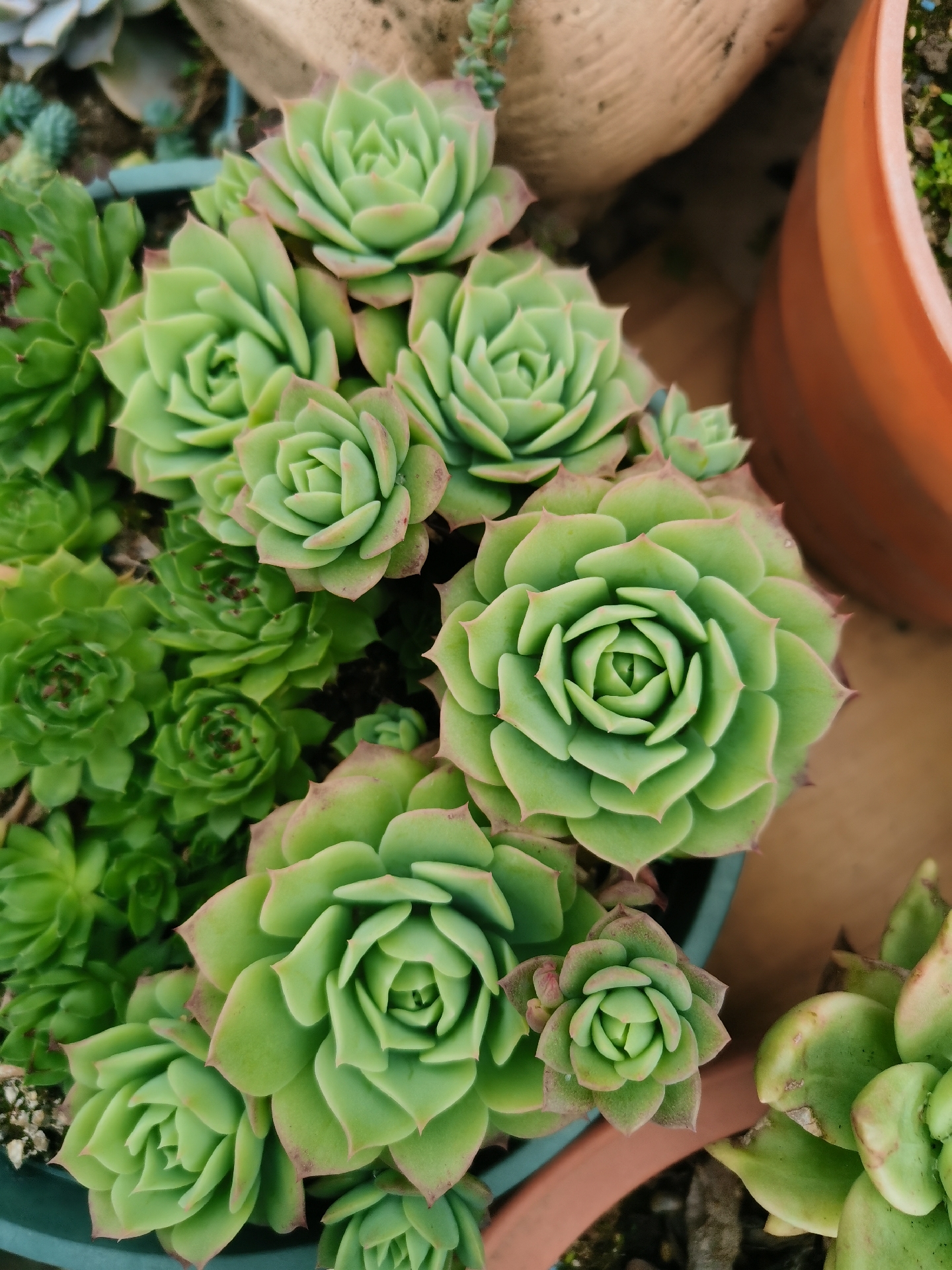 翡翠塔多肉越来越漂亮了