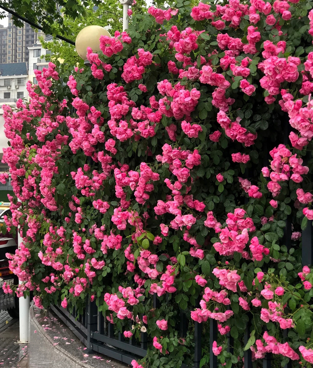 5点多他电话响,我紧闭双眼假装睡熟,他蹑手蹑脚关门出去接电话.