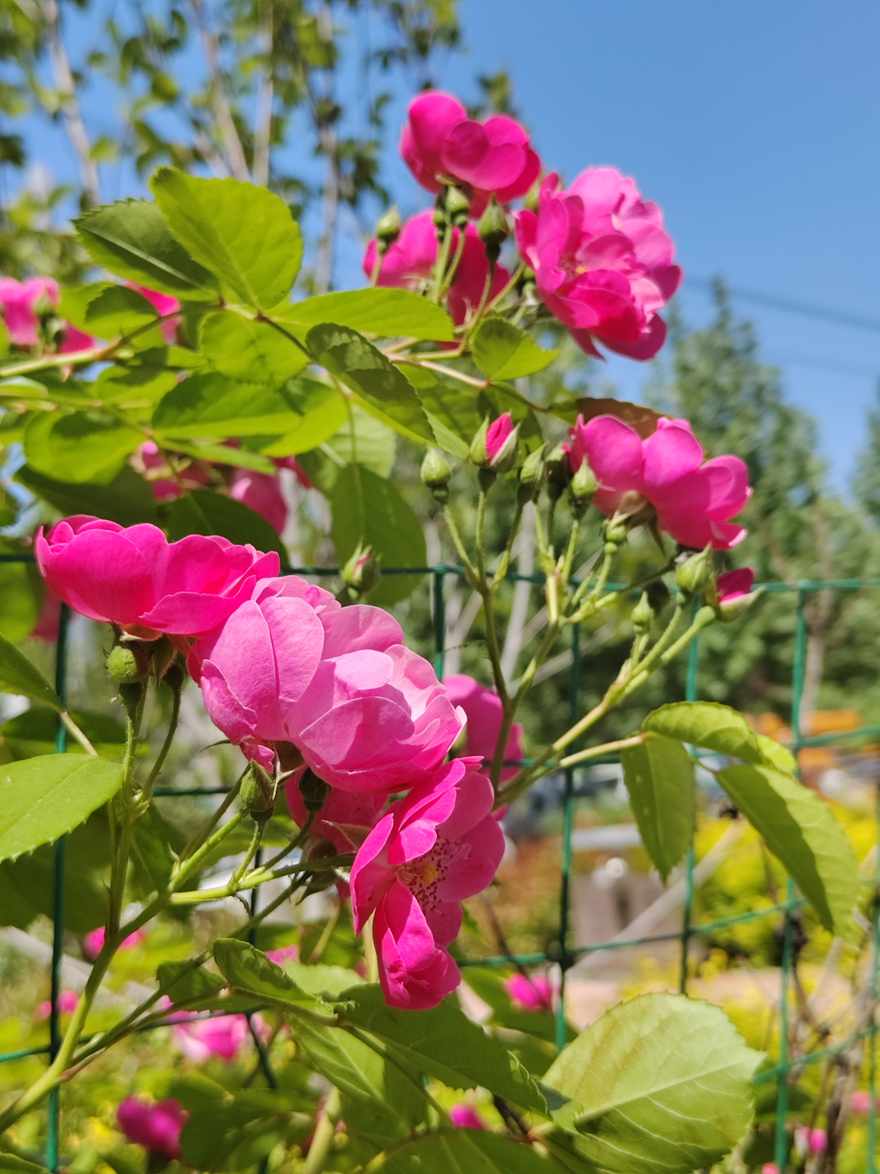 小院里的蔷薇花(一)  小院里的围墙拆了,用栅栏挡了起来,栅栏外种上了
