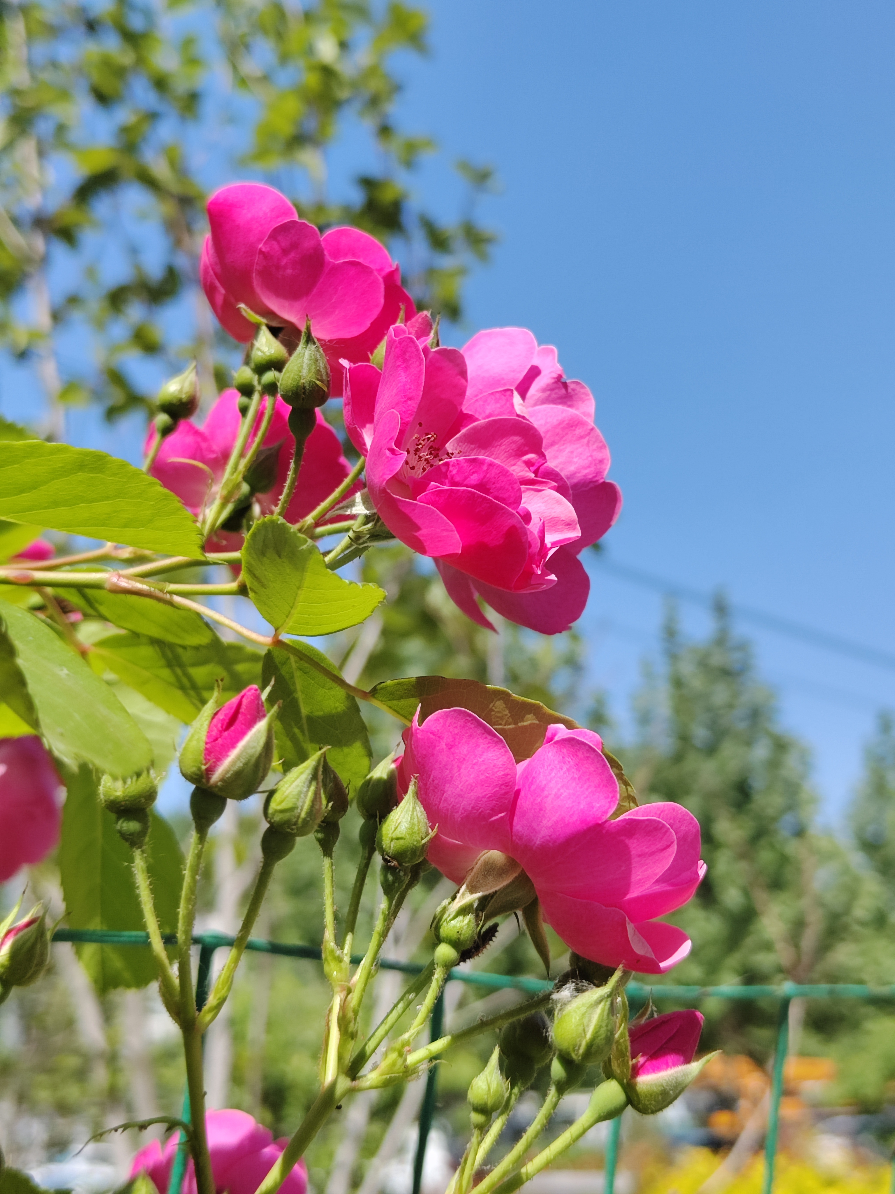 小院里的蔷薇花