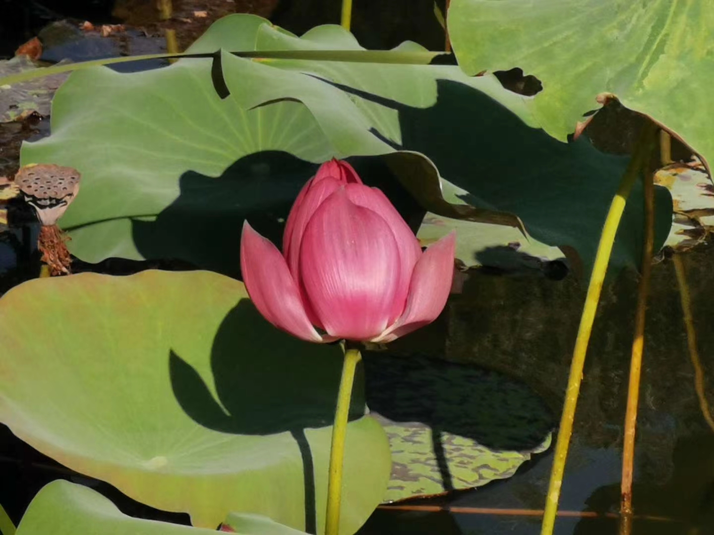 池塘畔,粉莲轻舞,绘就夏日里最温柔的一缕清凉,宛若仙子,轻洒甘霖于