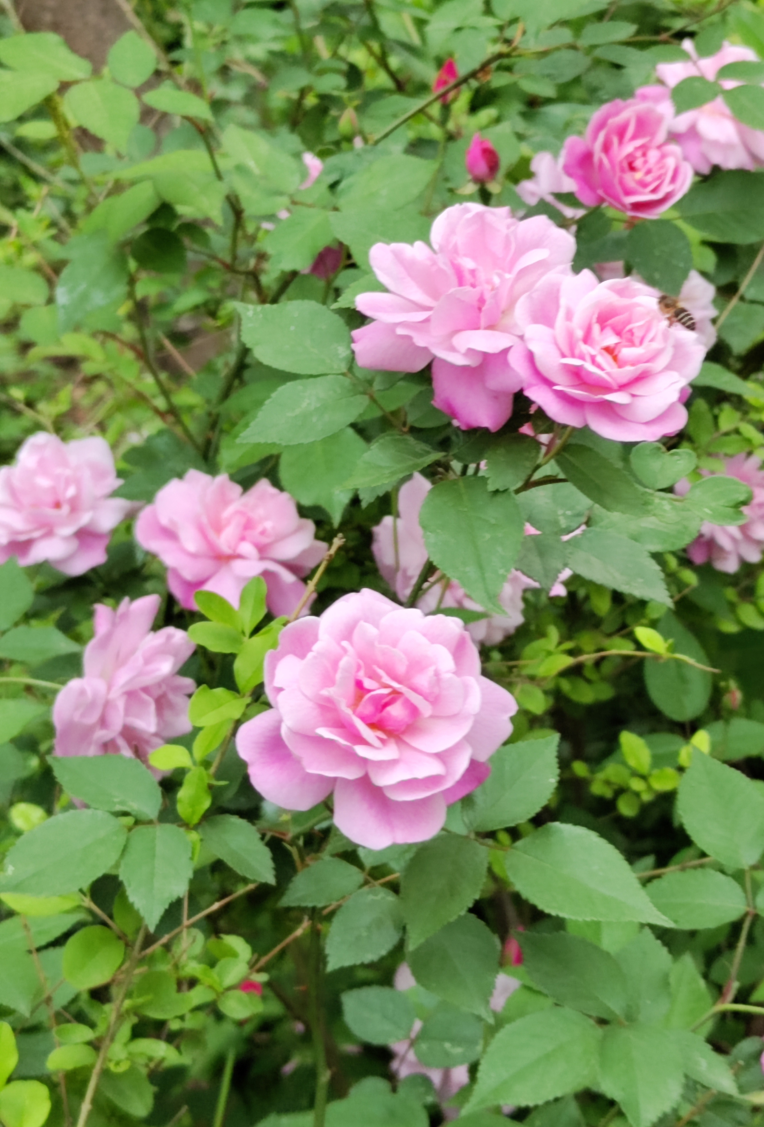 院子里几棵蔷薇花现在正在盛开,吸引了不少蜜蜂在他们身边嗡嗡嗡地