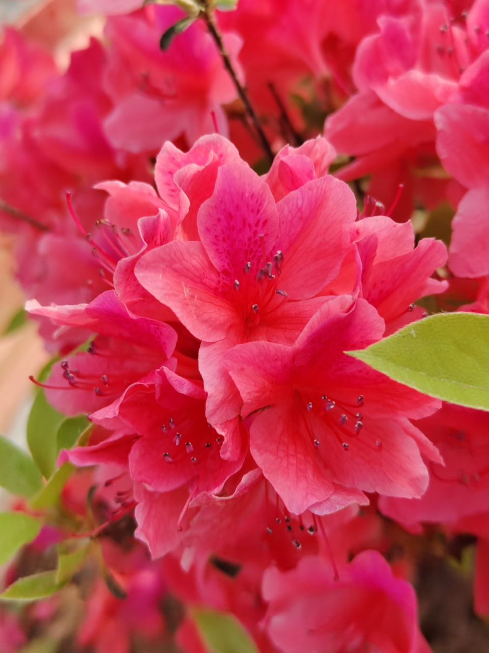 🌸春日盛放,杜鹃花盛开在寂静的墙角,犹如一幅生动的画卷.