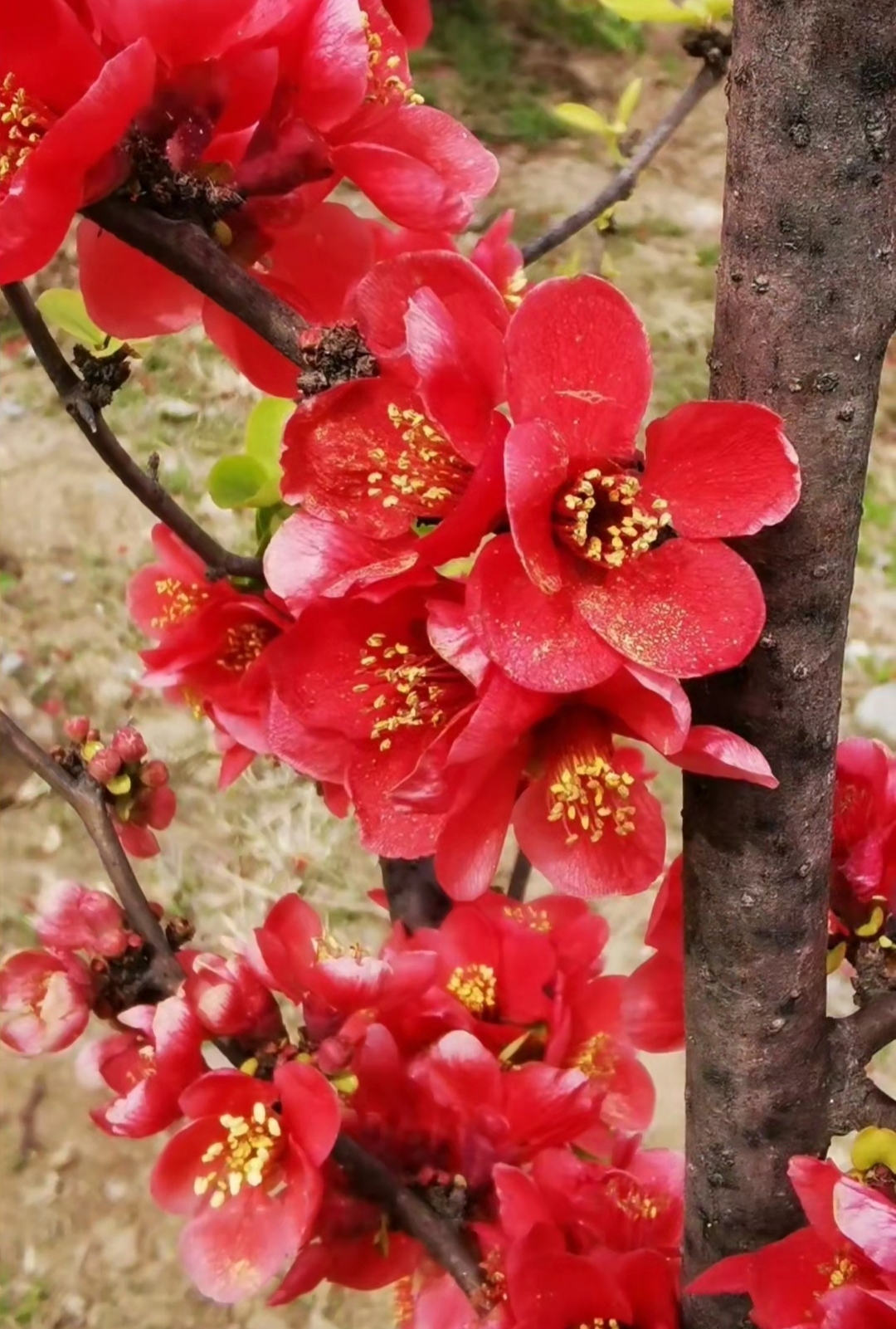 红色花系的植物图片