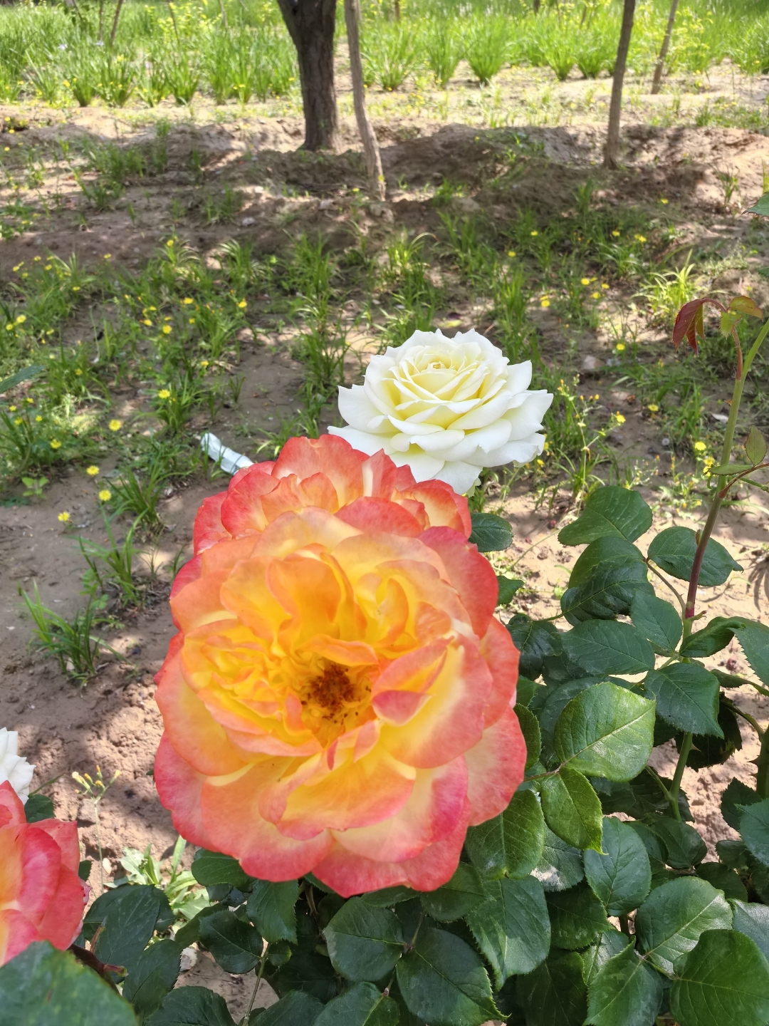 清晨的一缕阳光照射在大地,影射在花丛中,姹紫嫣红的鲜花朵朵怒放