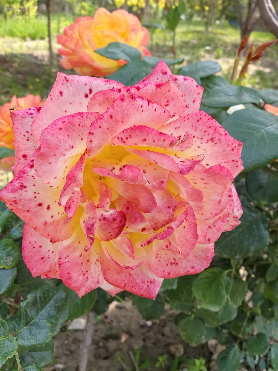 清晨的一缕阳光照射在大地,影射在花丛中,姹紫嫣红的鲜花朵朵怒放