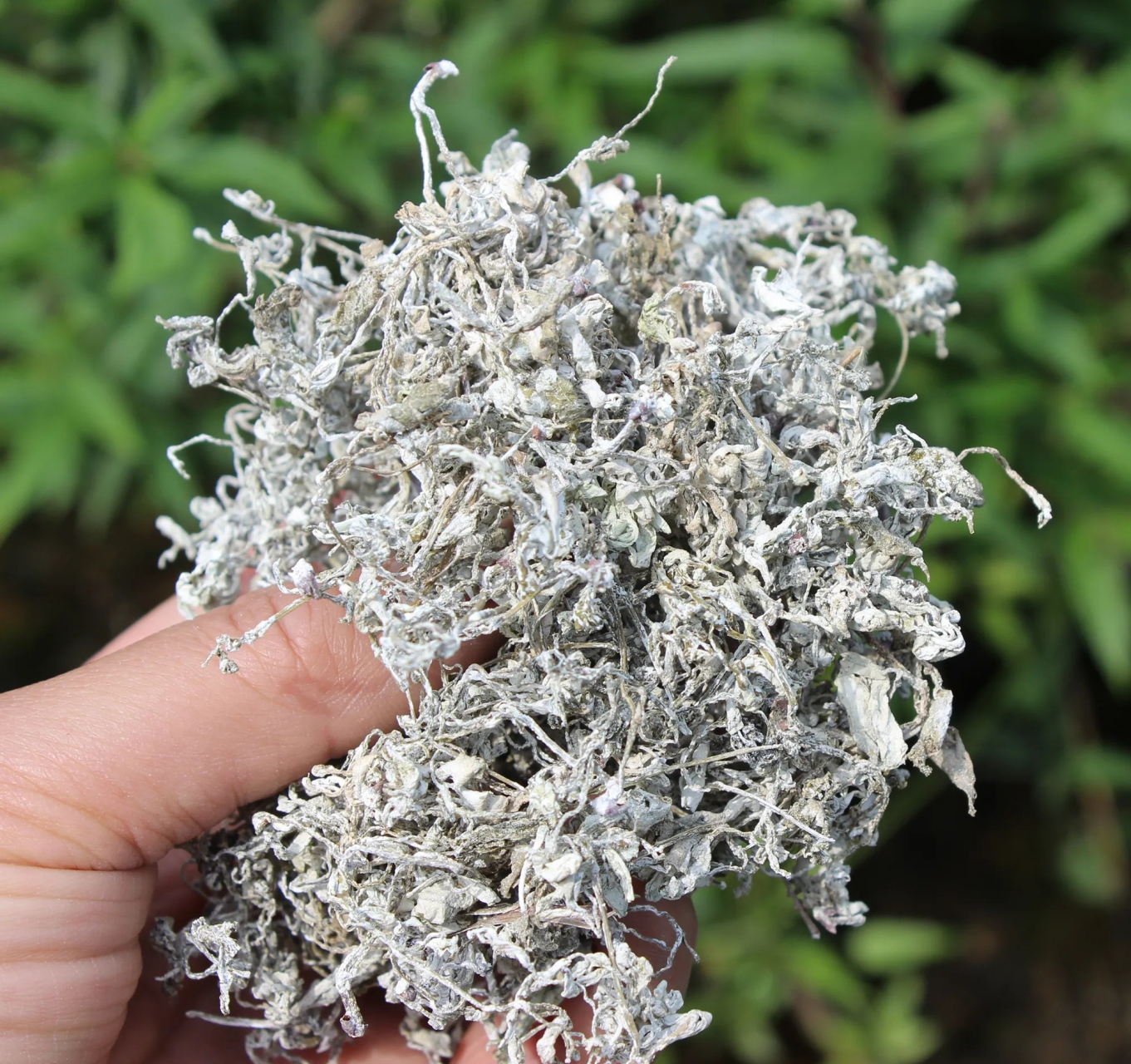 今天收到了朋友送的青霜古藤茶,也叫张家界莓茶,来凤藤茶等,嗓子不