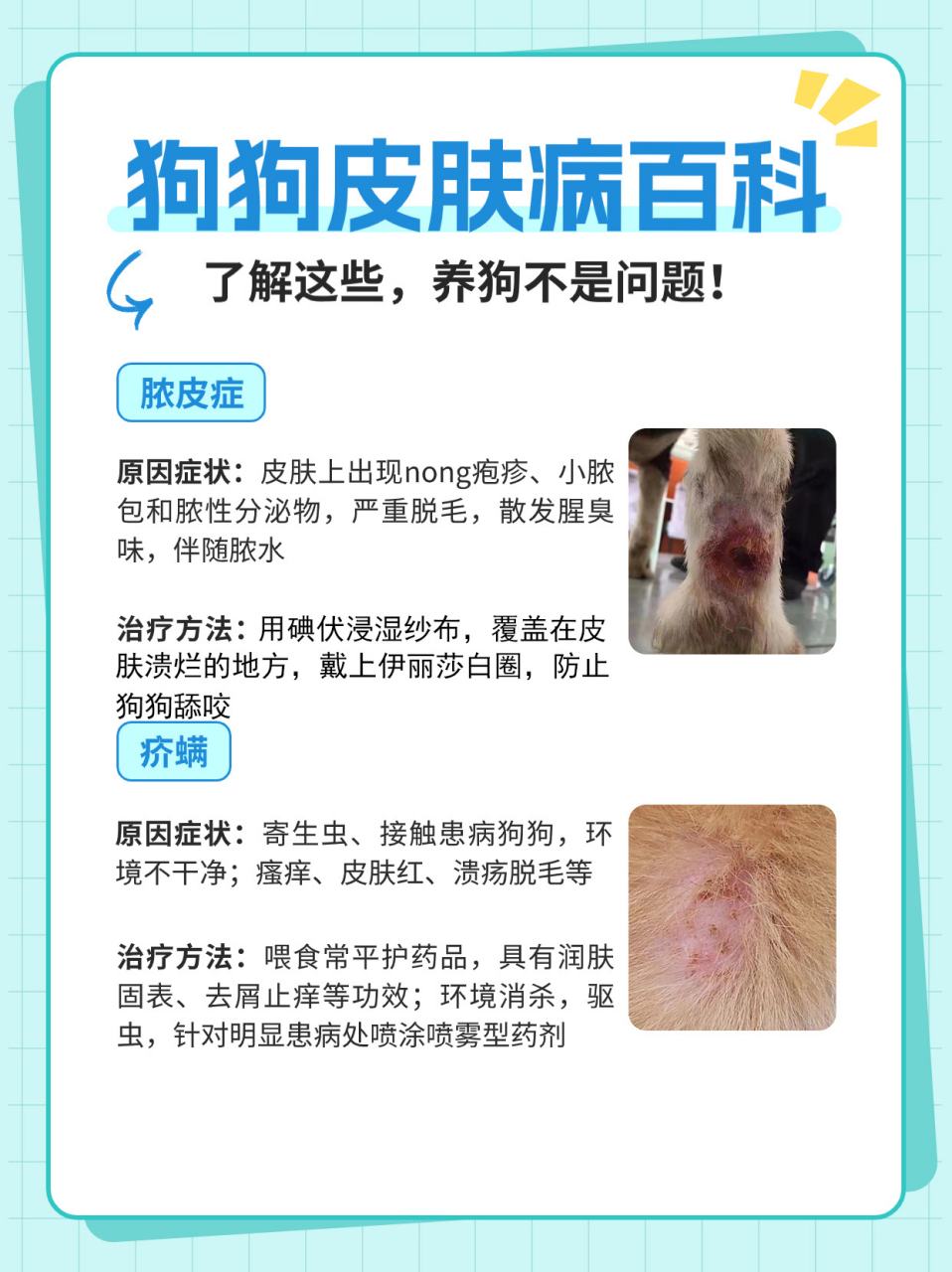 狗狗皮肤病百科/了解这些,养狗不是问题!