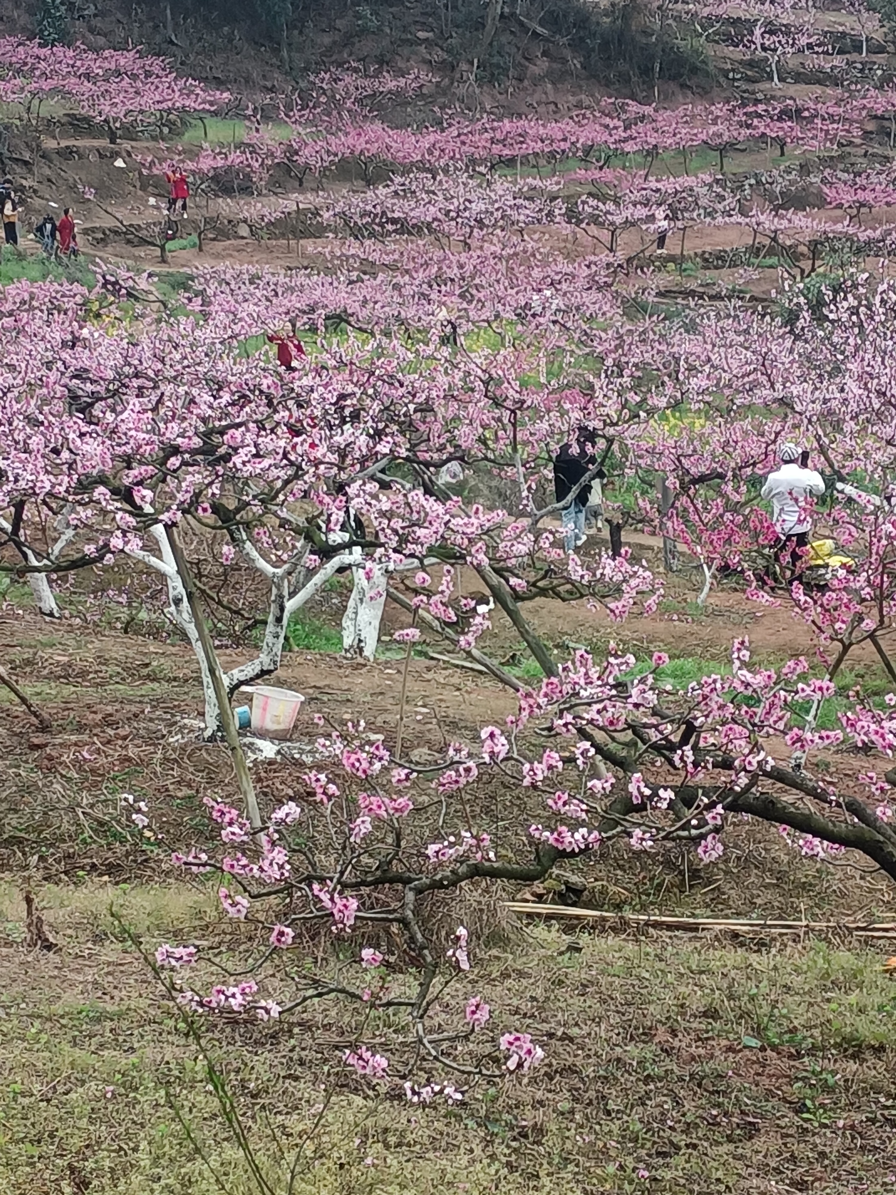 短句(游山泉桃花节) 桃花开得盛,满山又满村.