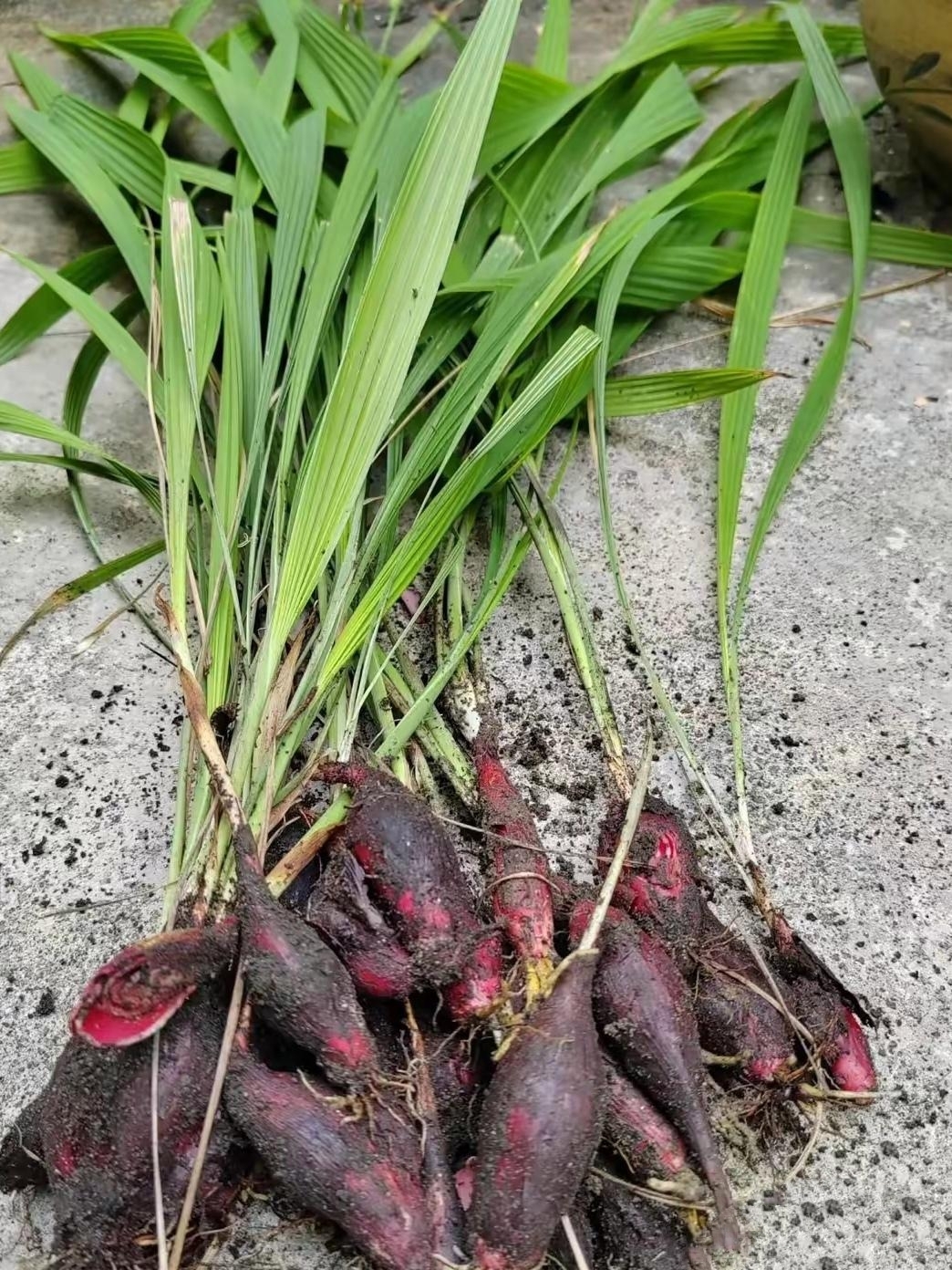 我在路边看见有人卖这种草,那根部是个红球儿模样