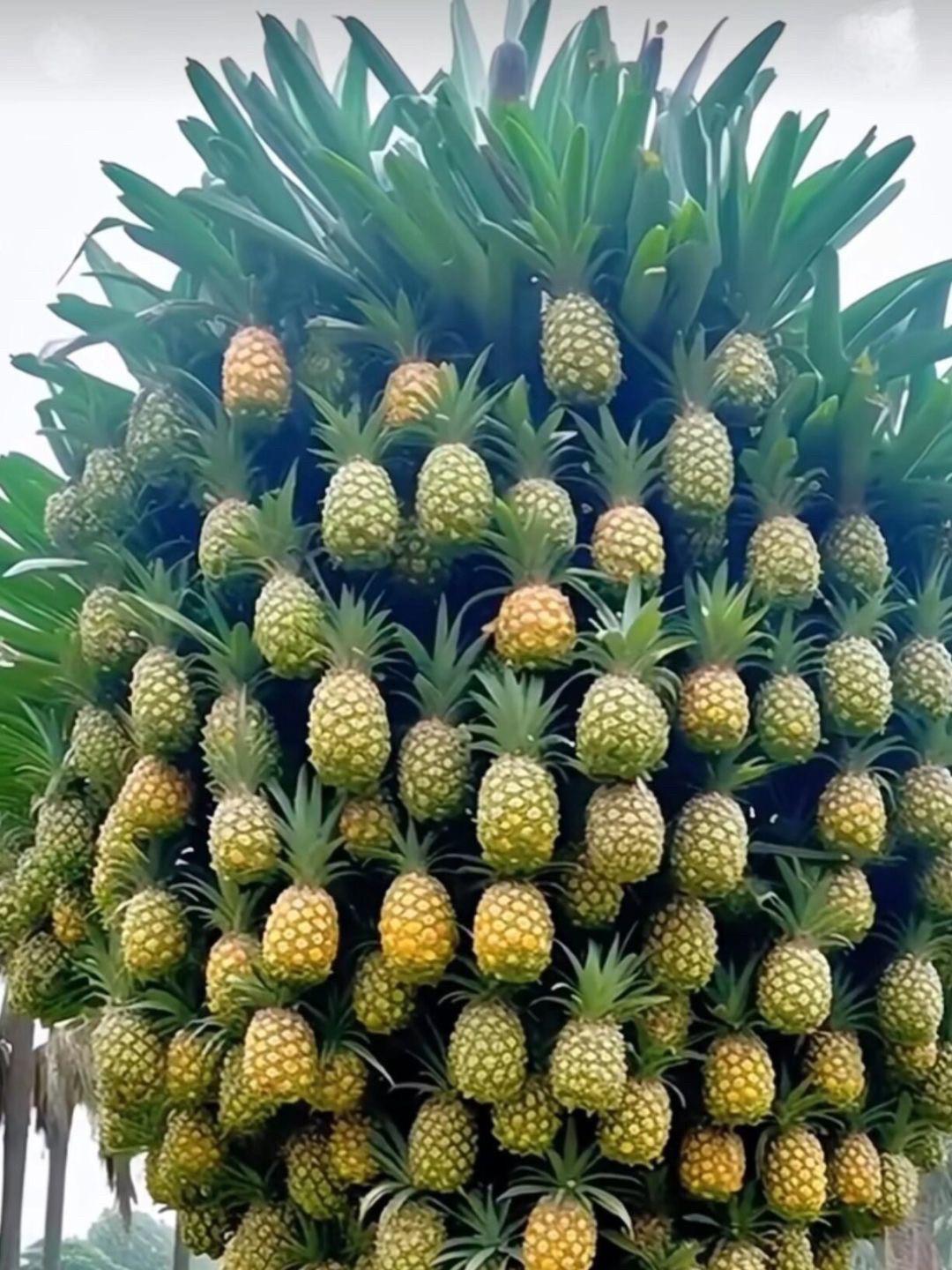 热点引擎 菠萝长在哪里菠萝长在树上还是地下菠萝长在树上还是地上