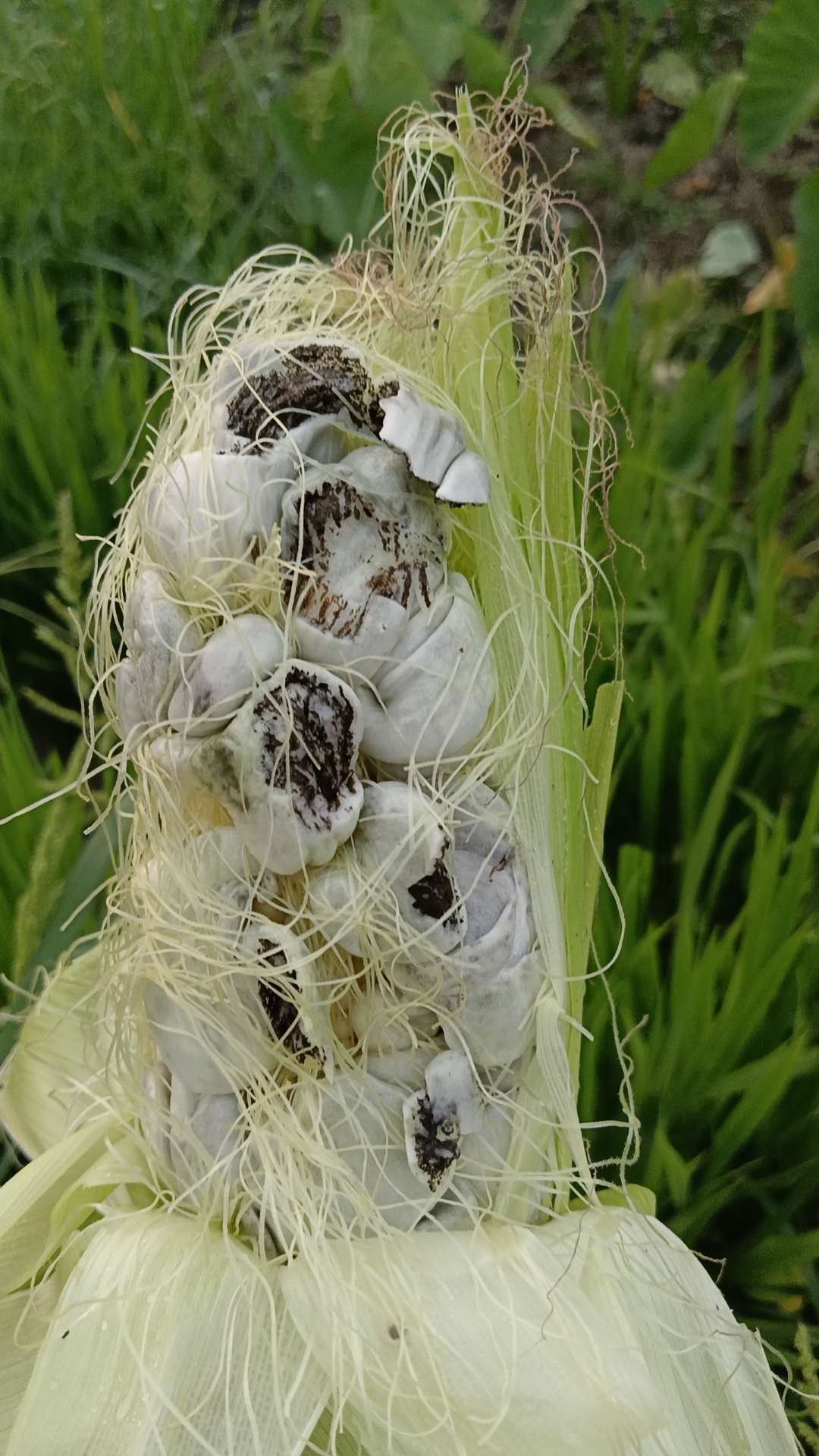 收获美味的玉米乌霉.今天的阳光格外温暖,让人心情舒畅