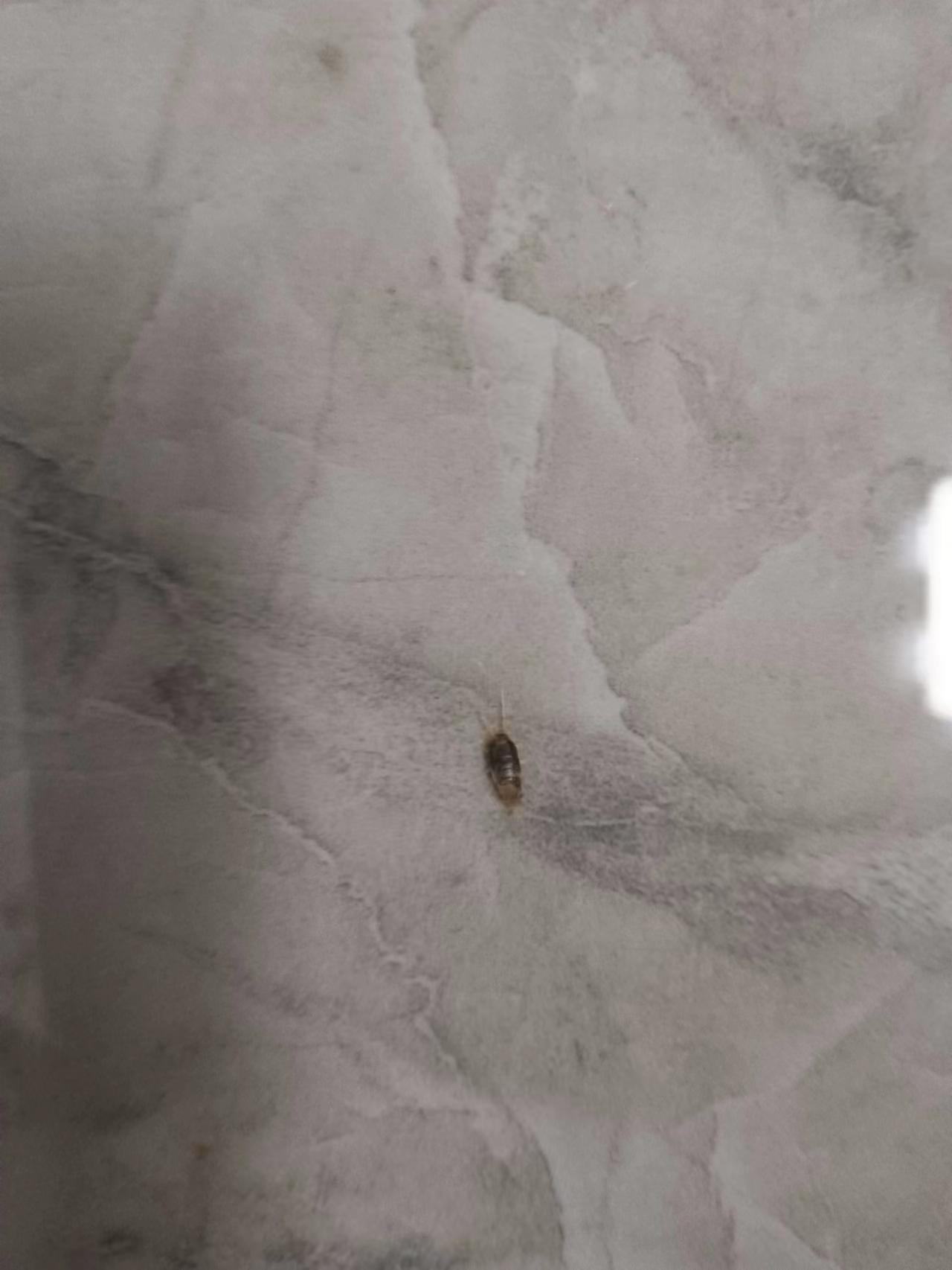 有谁知道这是什么虫子吗?