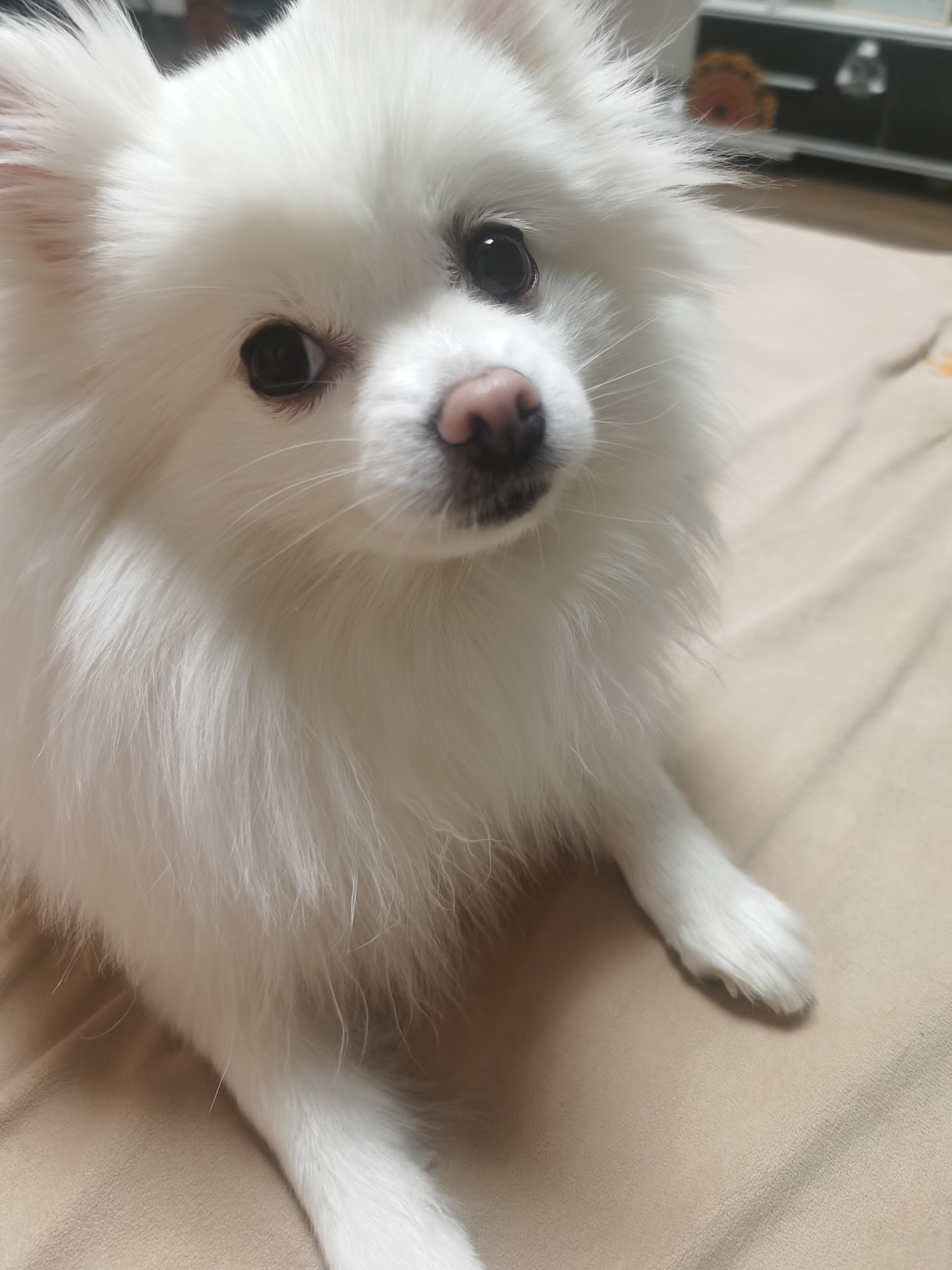 "萌宠日常,白汪星人坐姿超乖巧～"