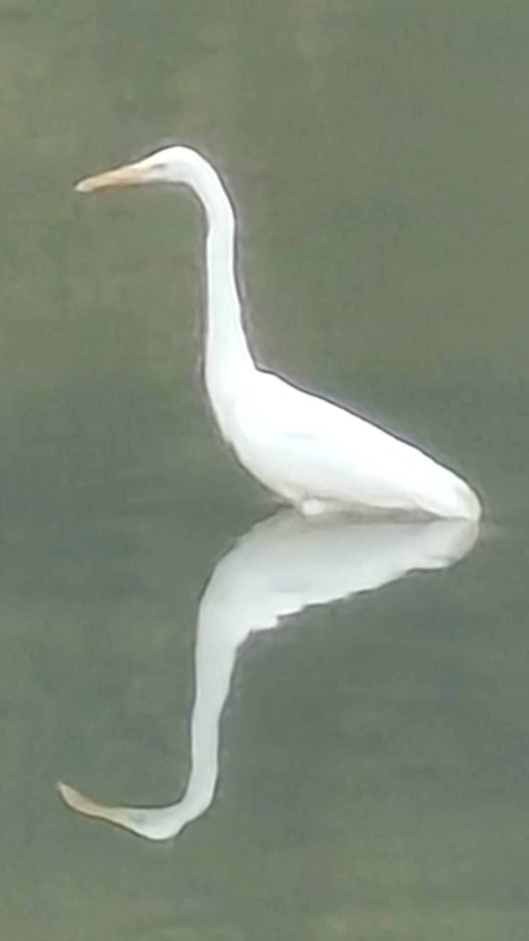 用"顾影自怜"来形容它此刻的状况,是不是很贴  切呢?