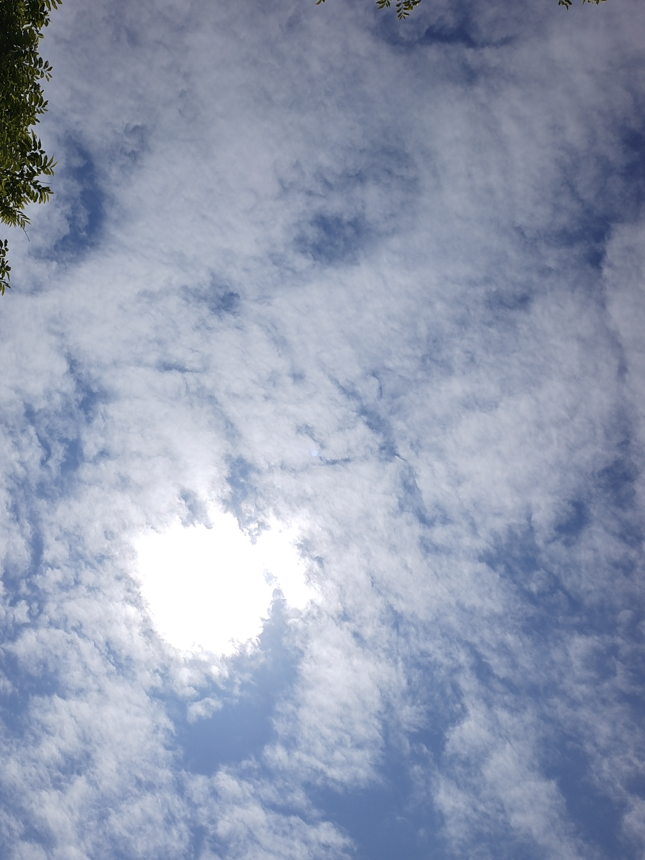 都说笑是能够传染的,你看,太阳下,鲜花都  在笑呢,有的开怀大笑,有