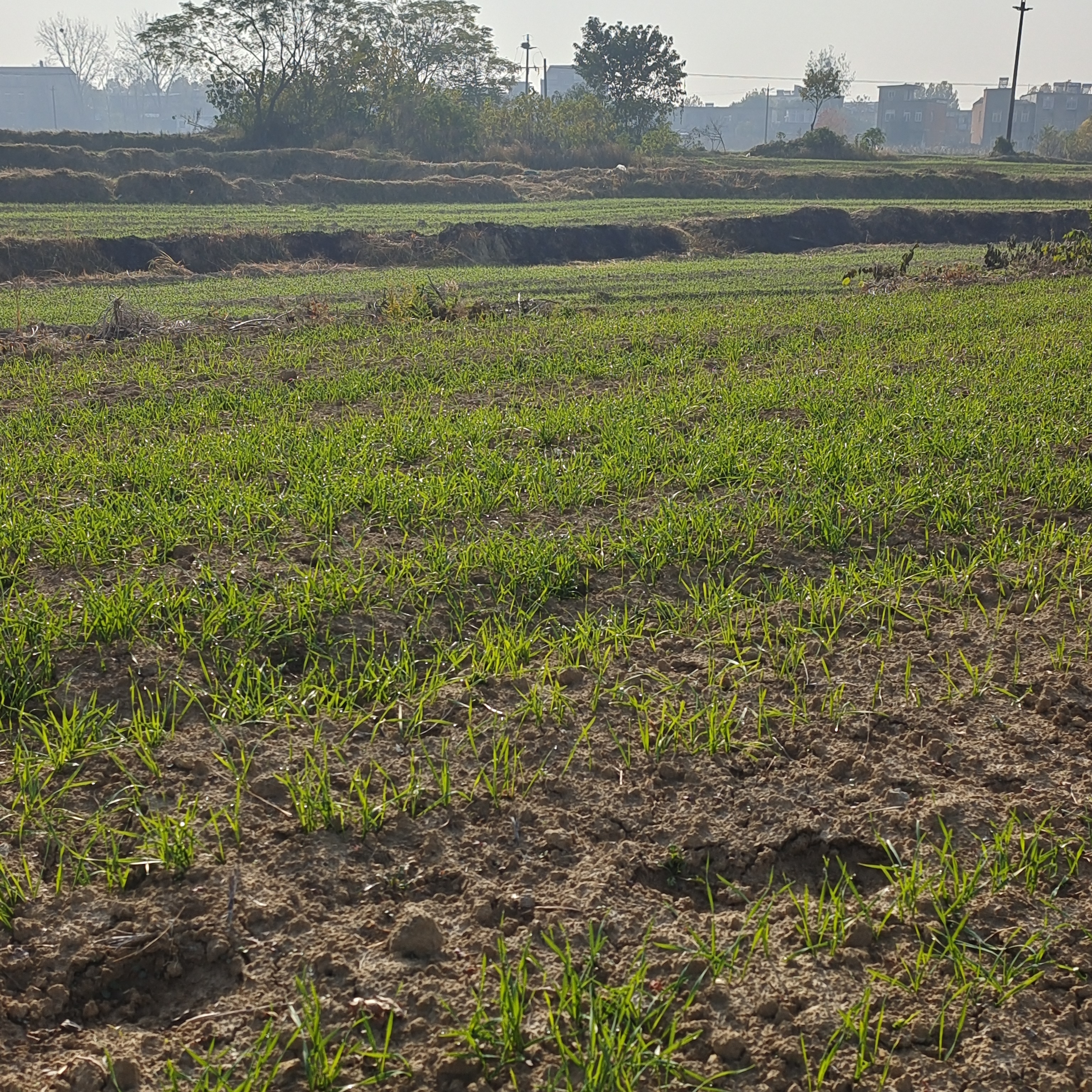 寒冷的冬天来了,麦苗儿凌寒生长.