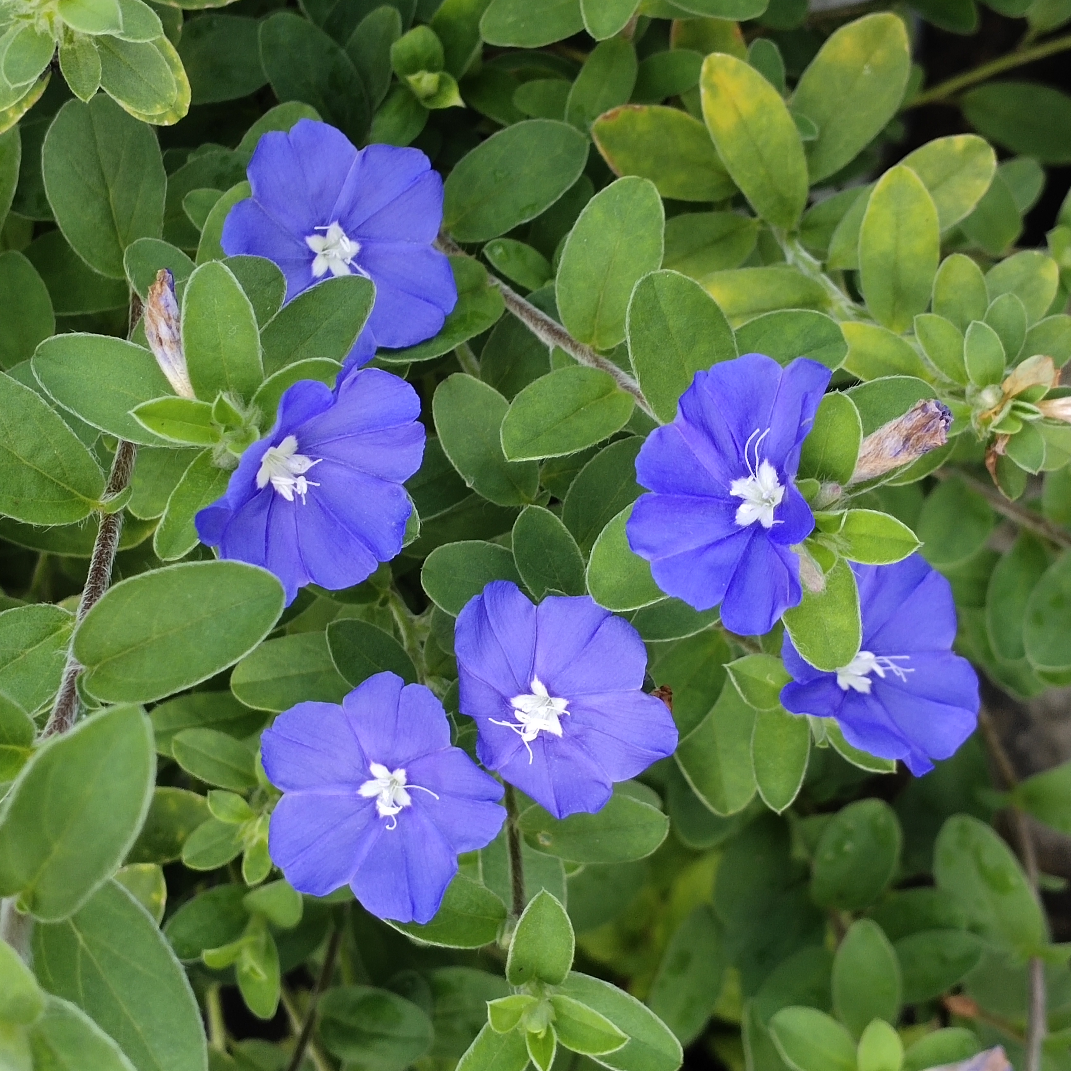 蓝色的花名称大全图片