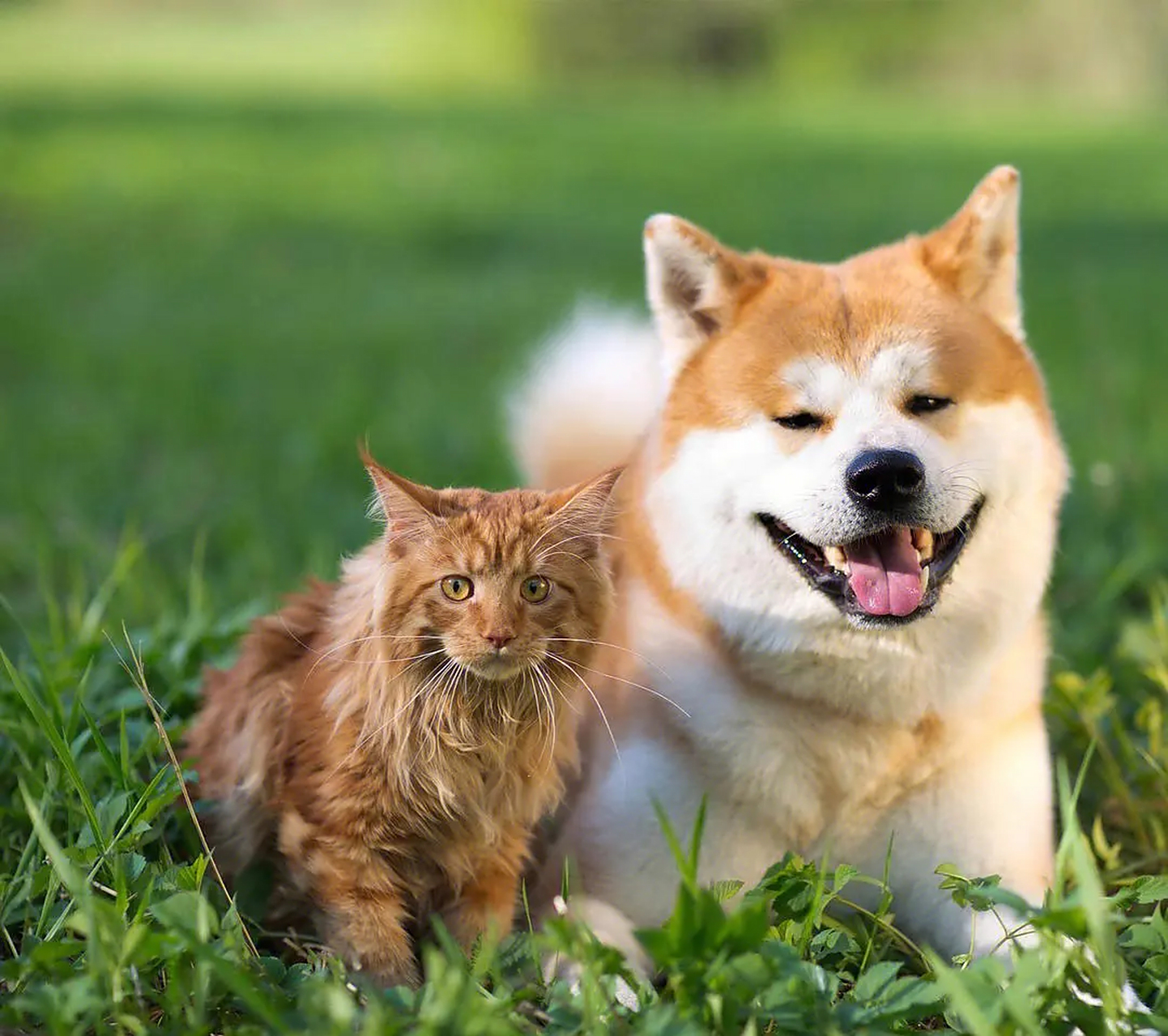 对于小猫小狗来说,人类是庞然大物.