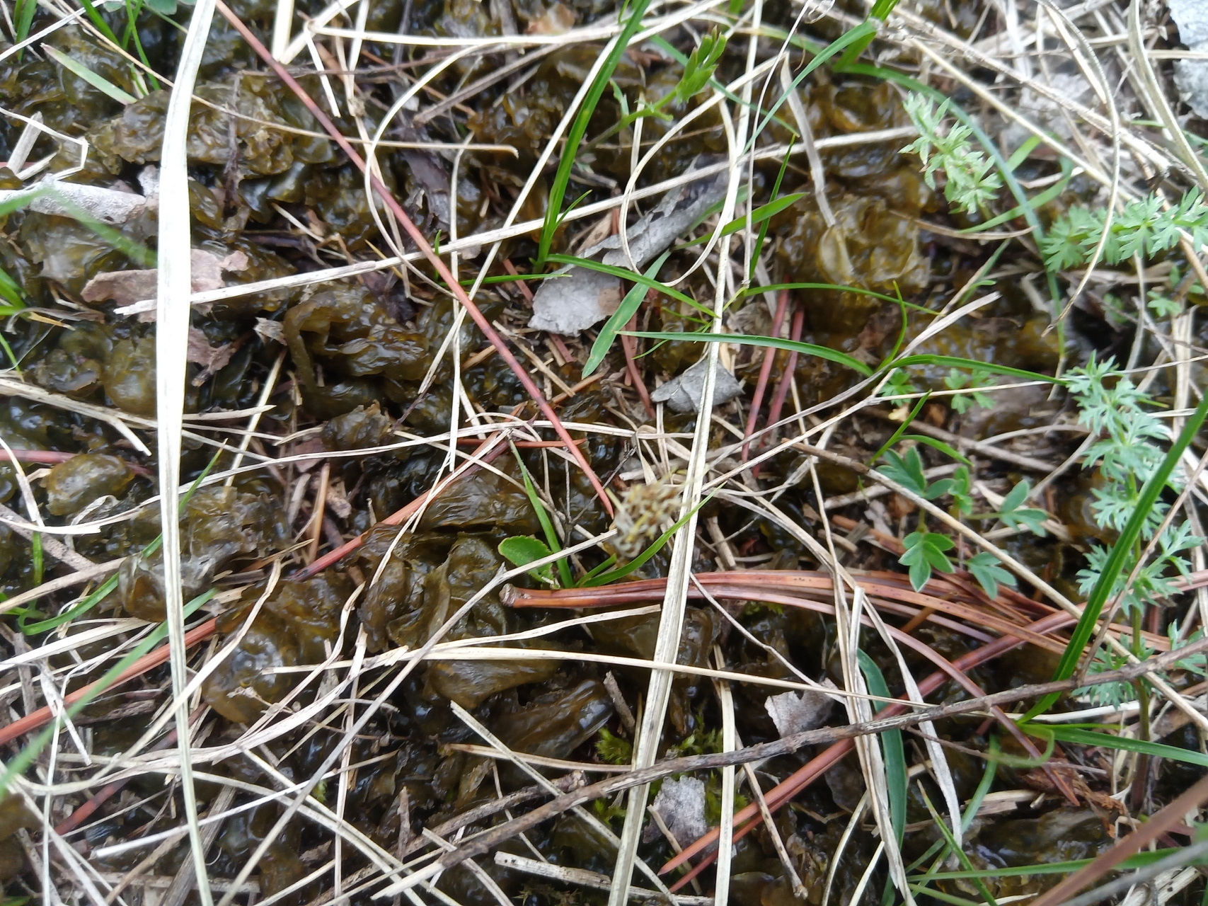 这几天下雨,地里的无根菜,也叫地软,疯了似的长.