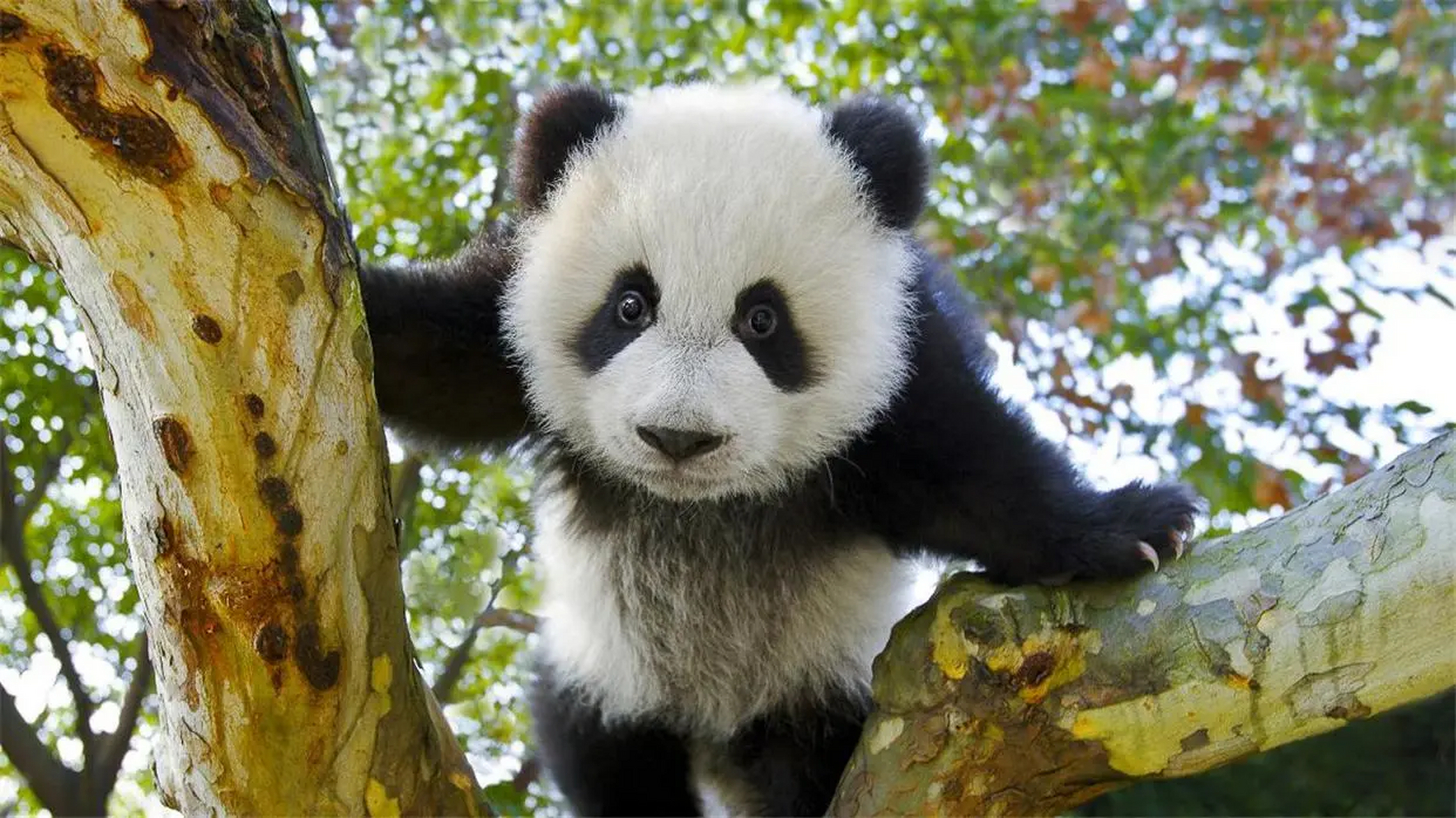 原来林惠得了常见的老年病,冠状动脉粥样硬化,鼻出血