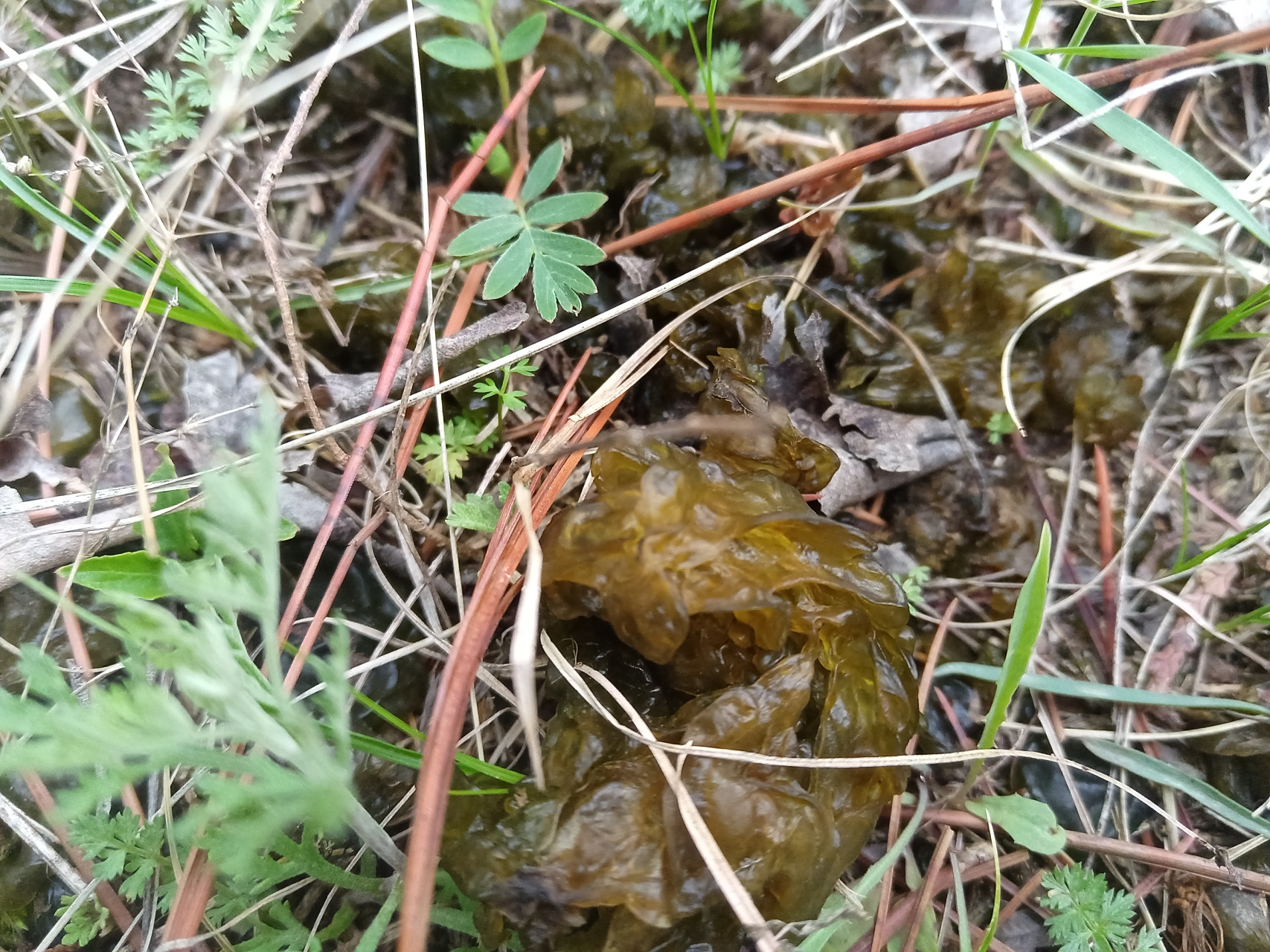 这几天下雨,地里的无根菜,也叫地软,疯了似的长.