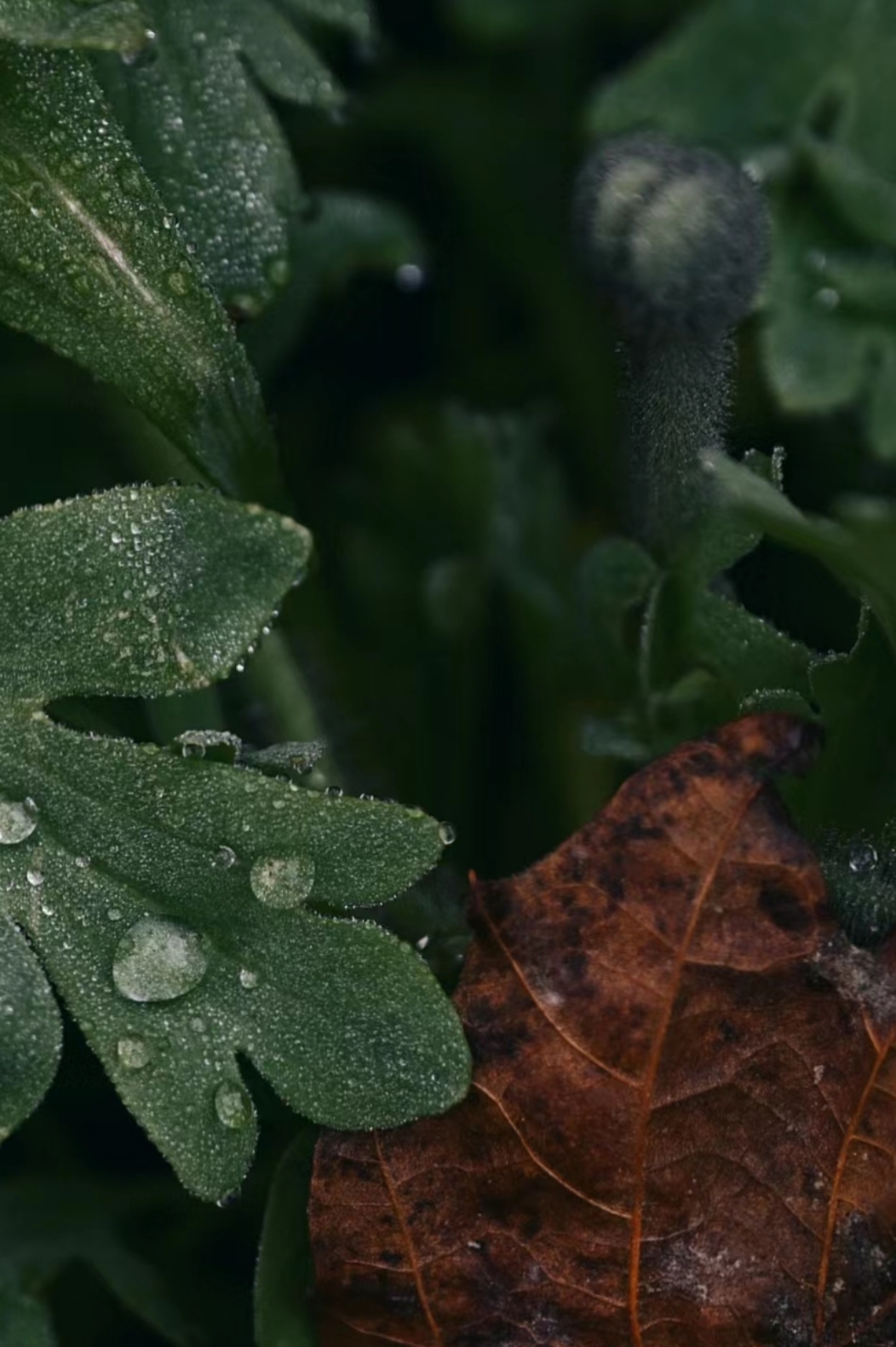 窗外的秋叶与诗意  窗外,秋风轻拂,两片黄色的叶子在风中翩跹起舞