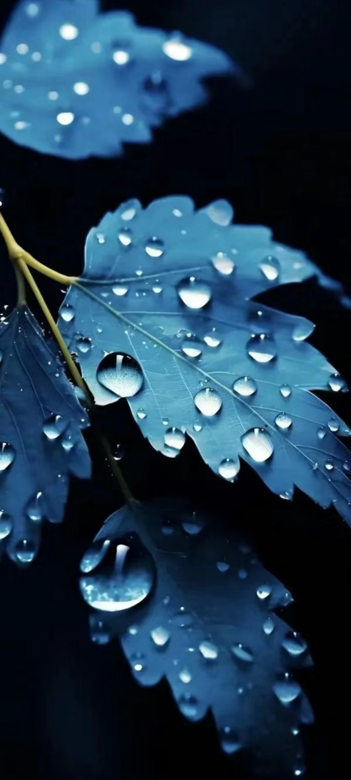 上班的手机壁纸秋天的童话感悟自然图片枫叶和水滴图片蓝色枫叶图片