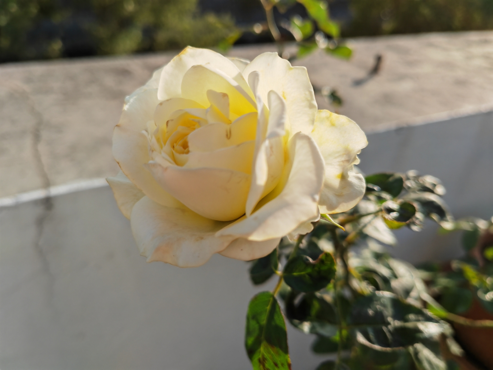 我的月季西塞罗,这两天开得也不错