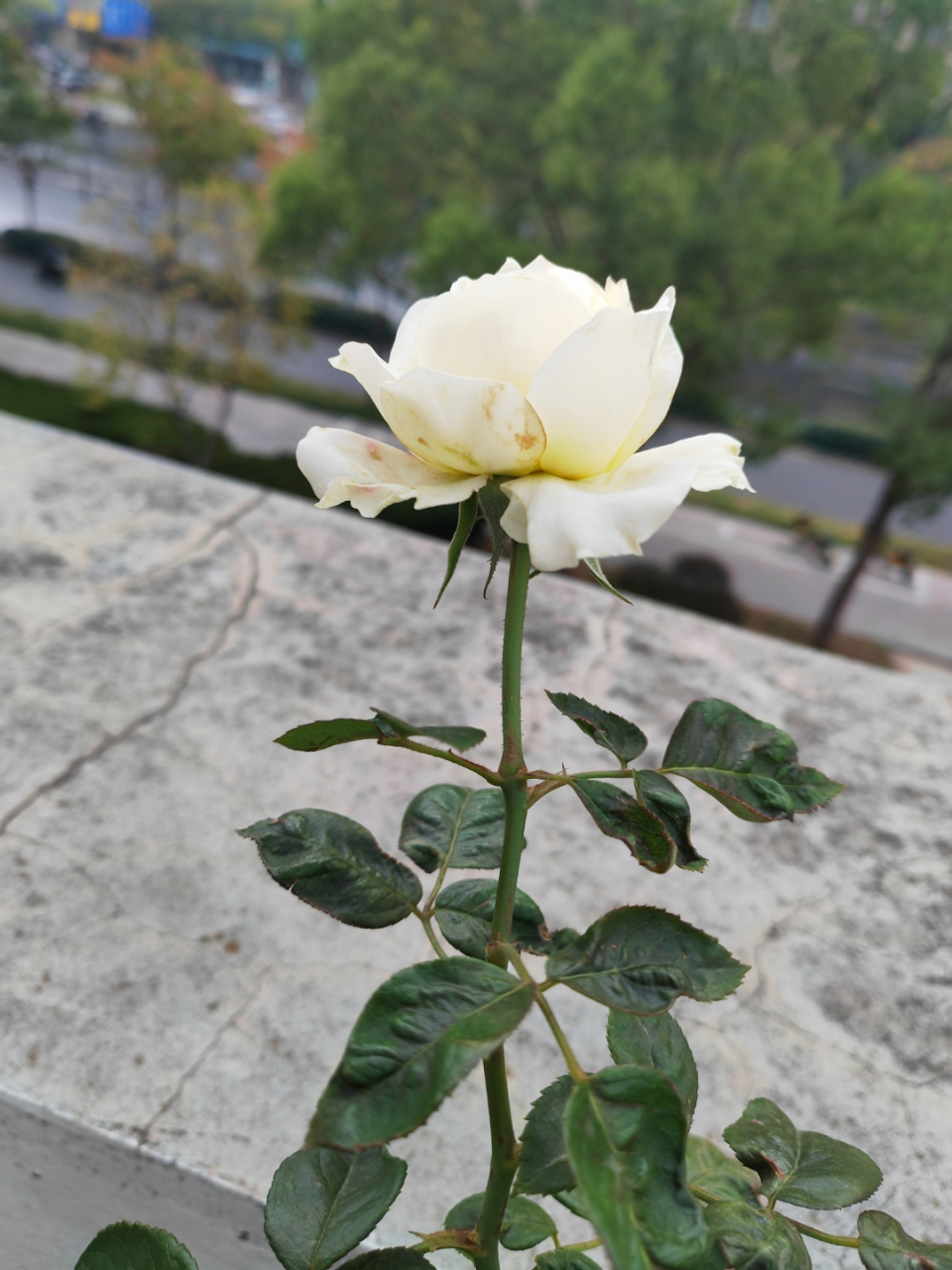 我的月季西塞罗,这两天开得也不错