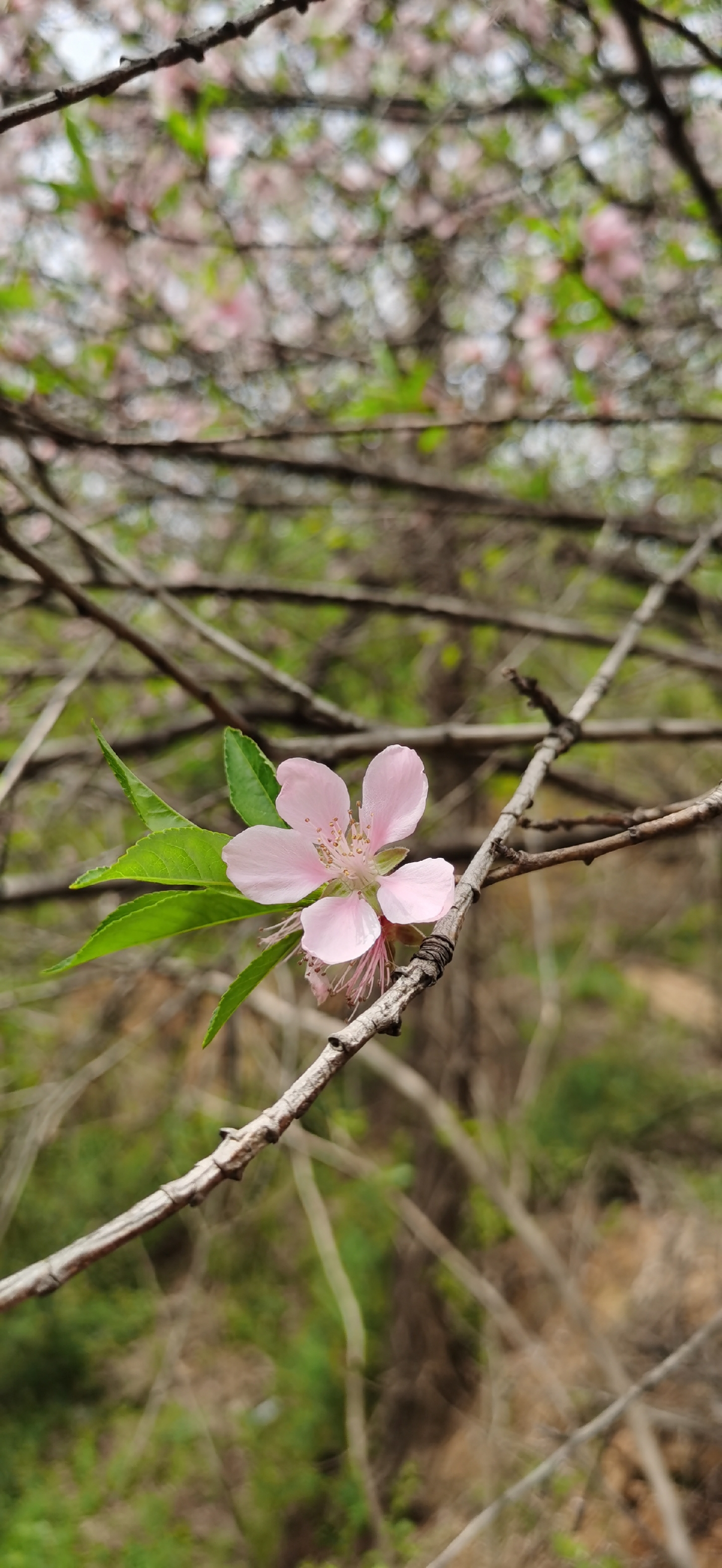 枯萎的花瓣,似诉说着季节的轮回,而眼前的这朵,却正享受着生命的盛开.